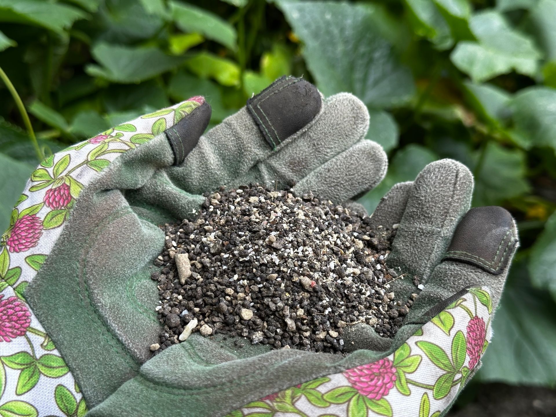A person wearing gloves is pouring fertilizer into a field.