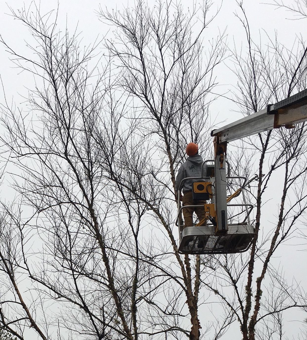 A man in a bucket is cutting a tree in front of a house.