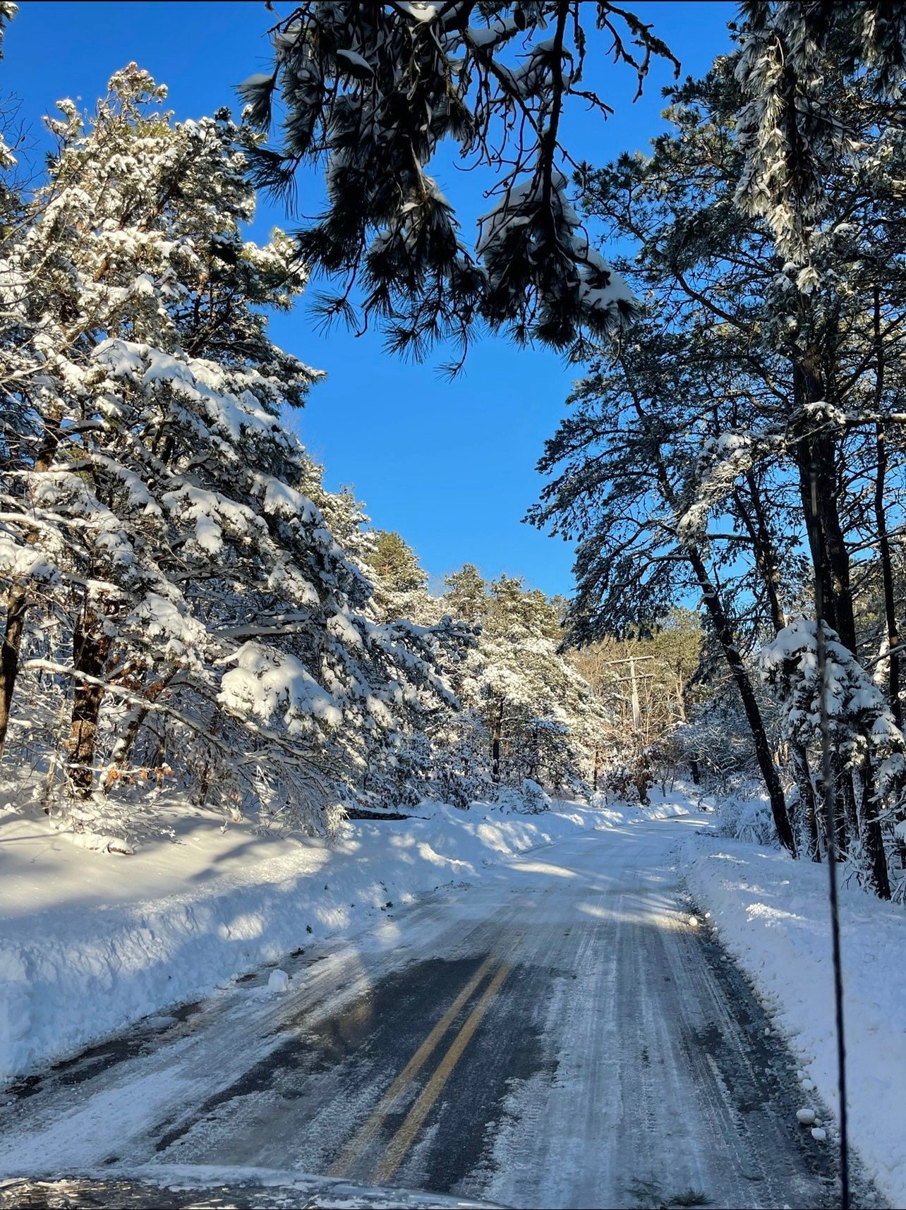A snowy road in the woods with trees covered in snow