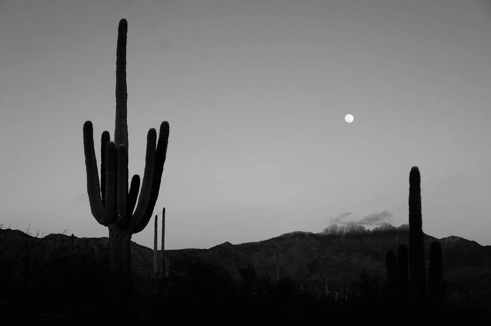 Black and white desert landscape with saguaro cacti silhouetted against a dusky sky with a moon.