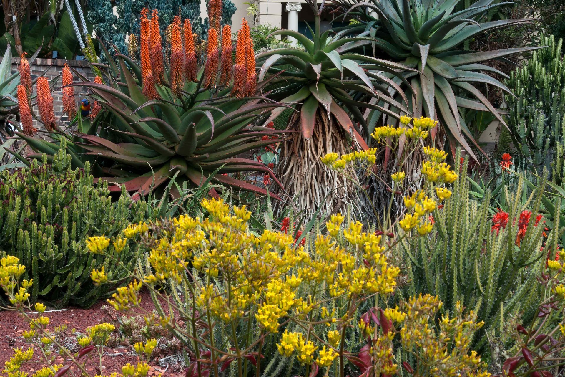 Native flowers and cacti in a xeriscape
