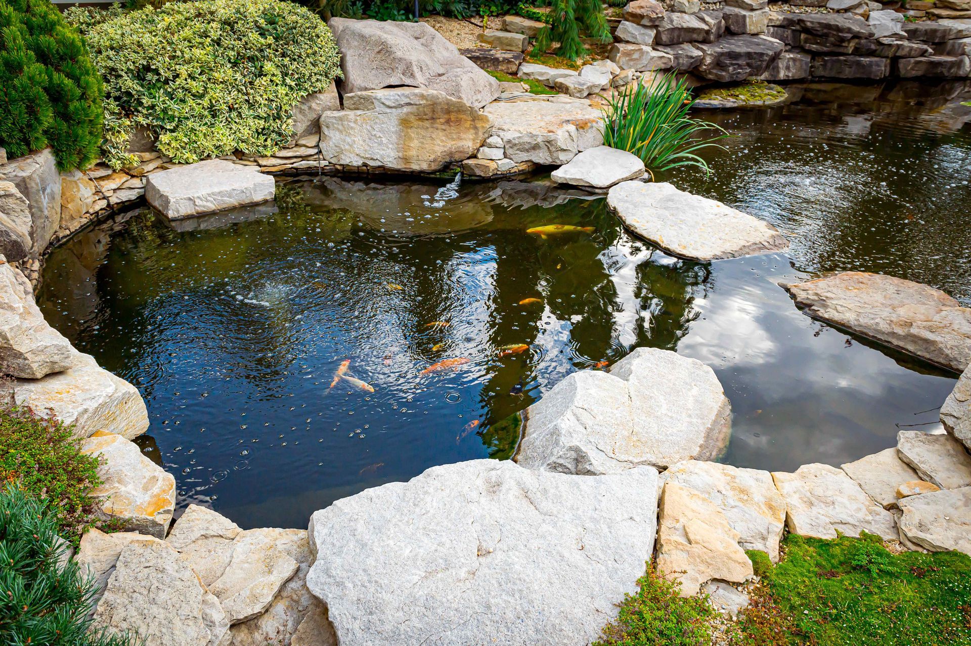 Koi fish in a backyard pond made out of boulders