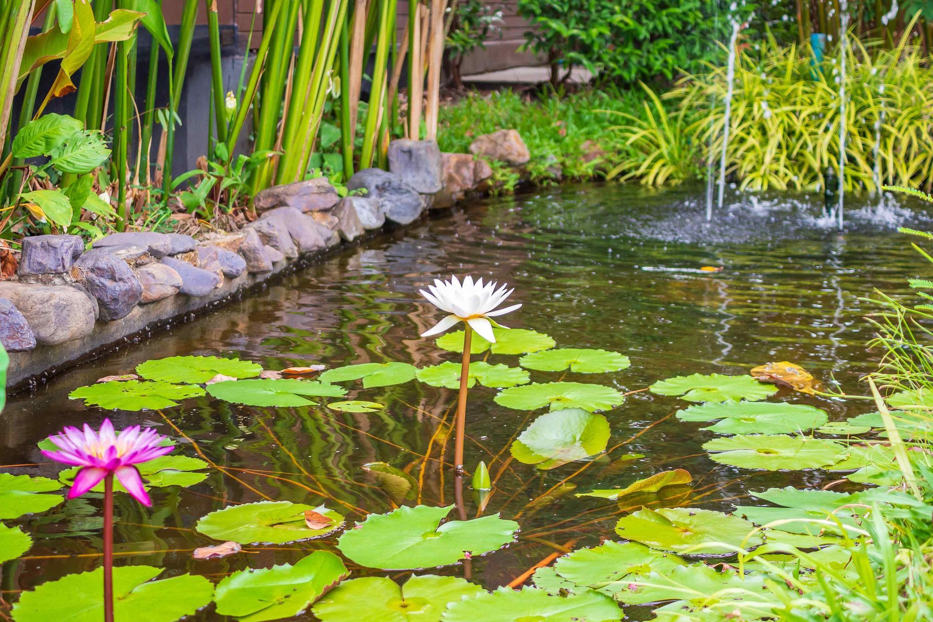 Flowers and lily pads growing in a backyard pond