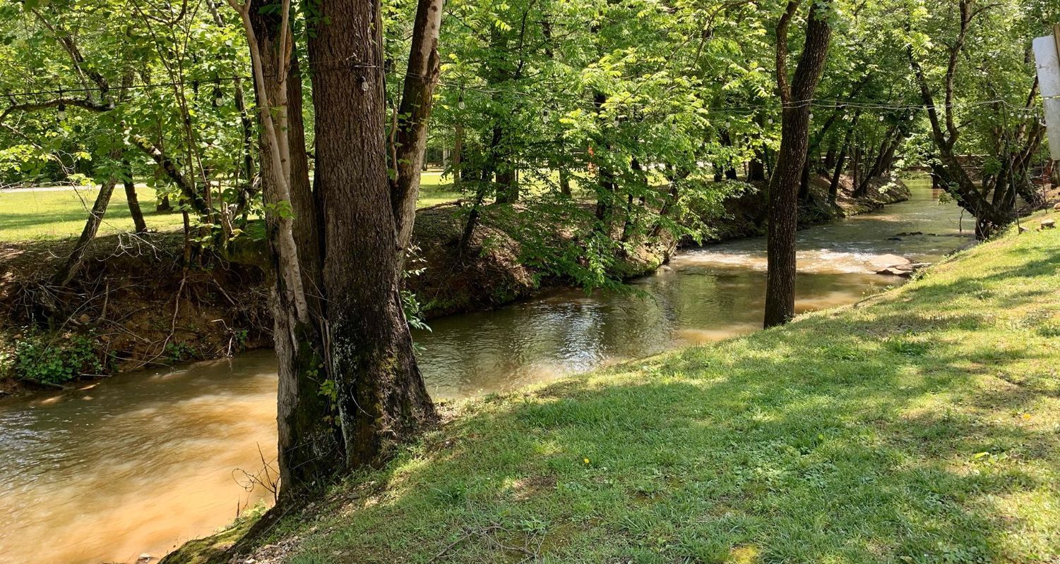 A small stream runs through a lush green forest.