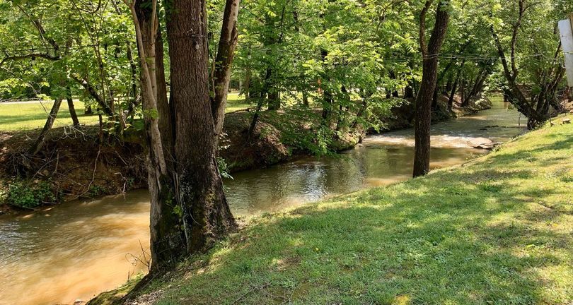 A small stream runs through a lush green forest.