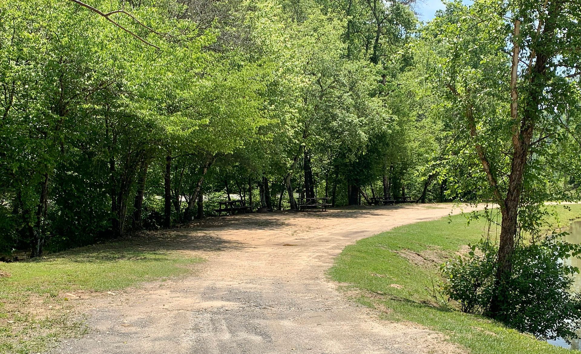 A dirt road going through a lush green forest.