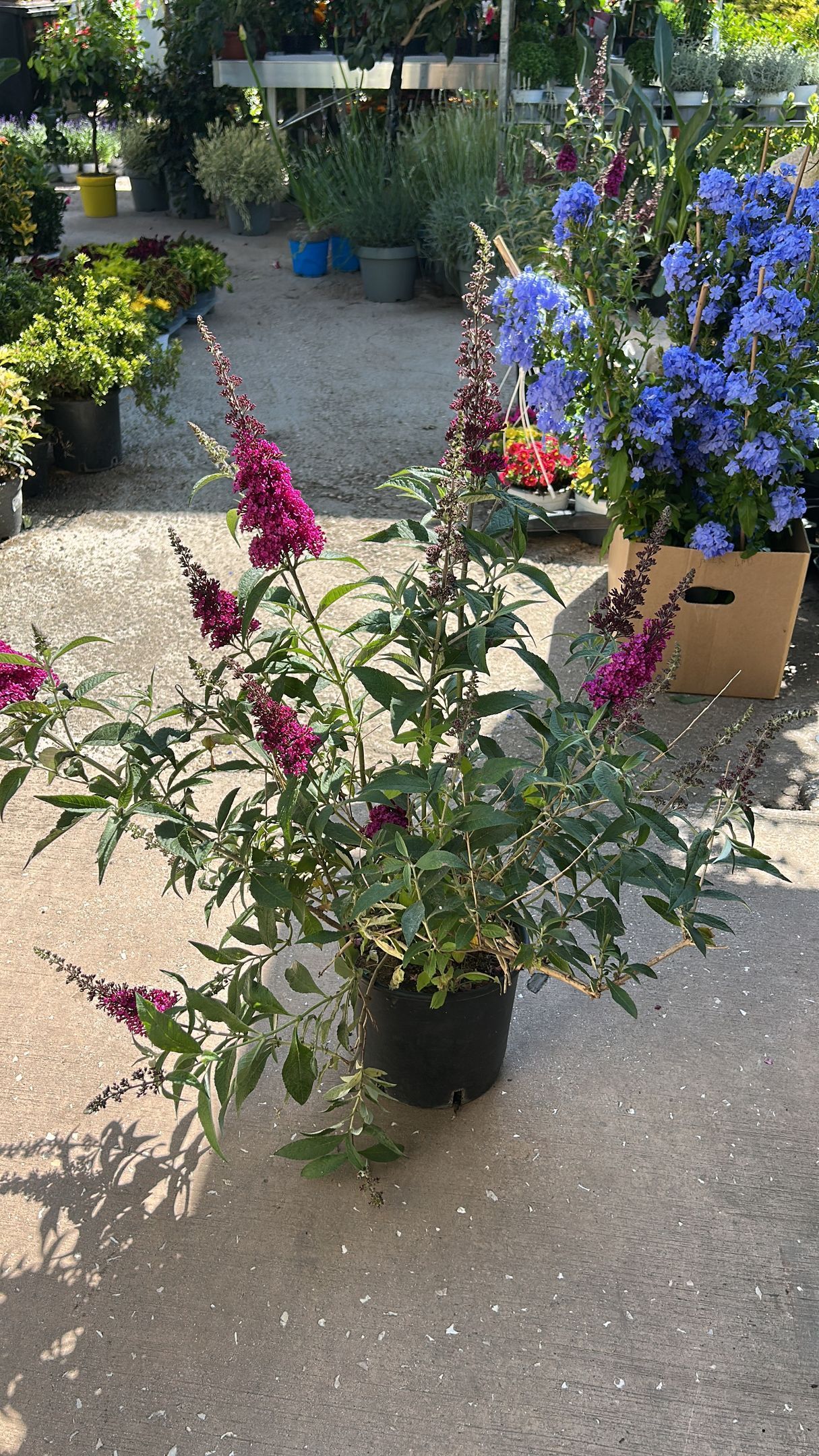 Fiori e composizioni foto 2