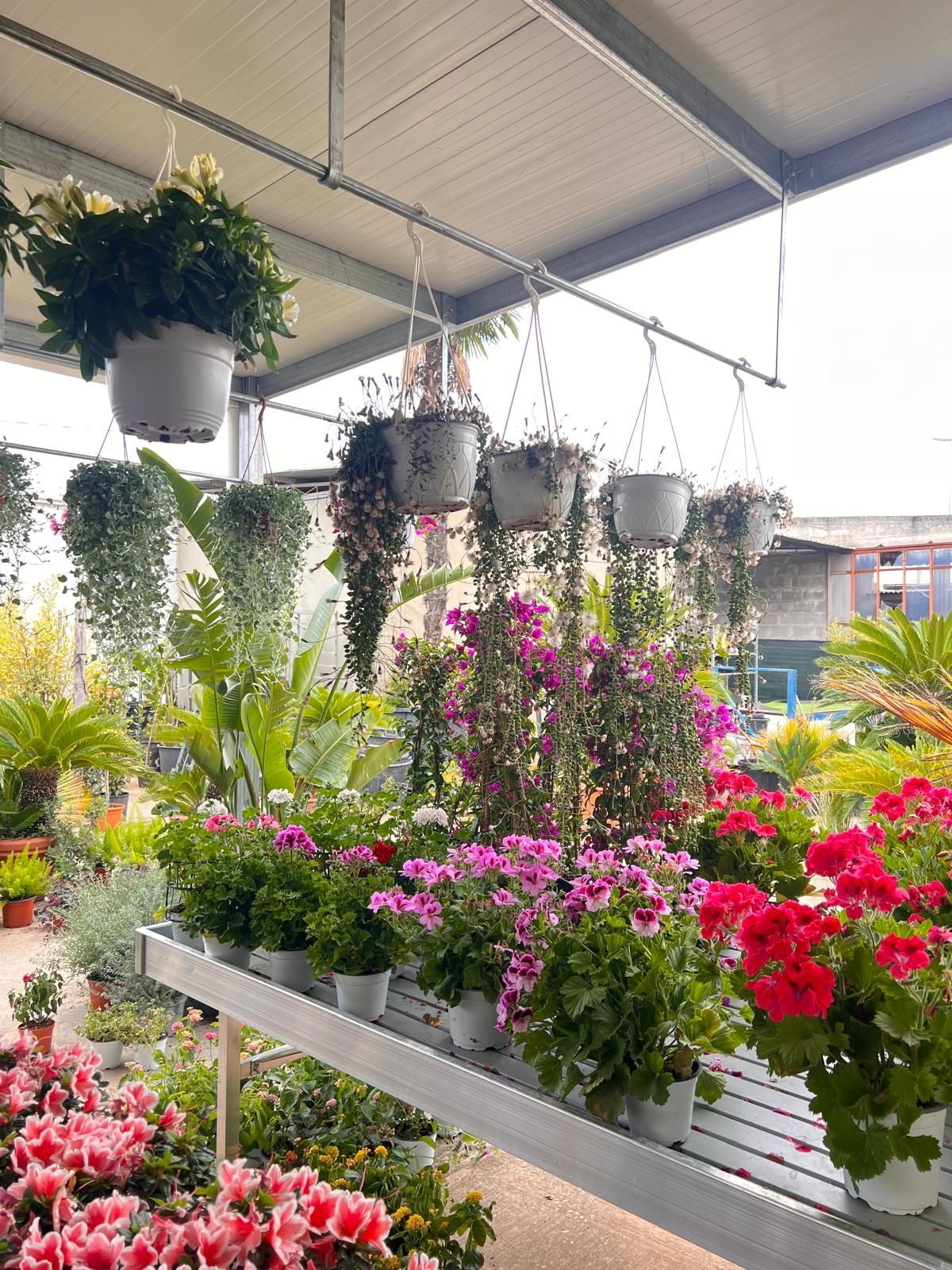 Fiori e composizioni foto 1