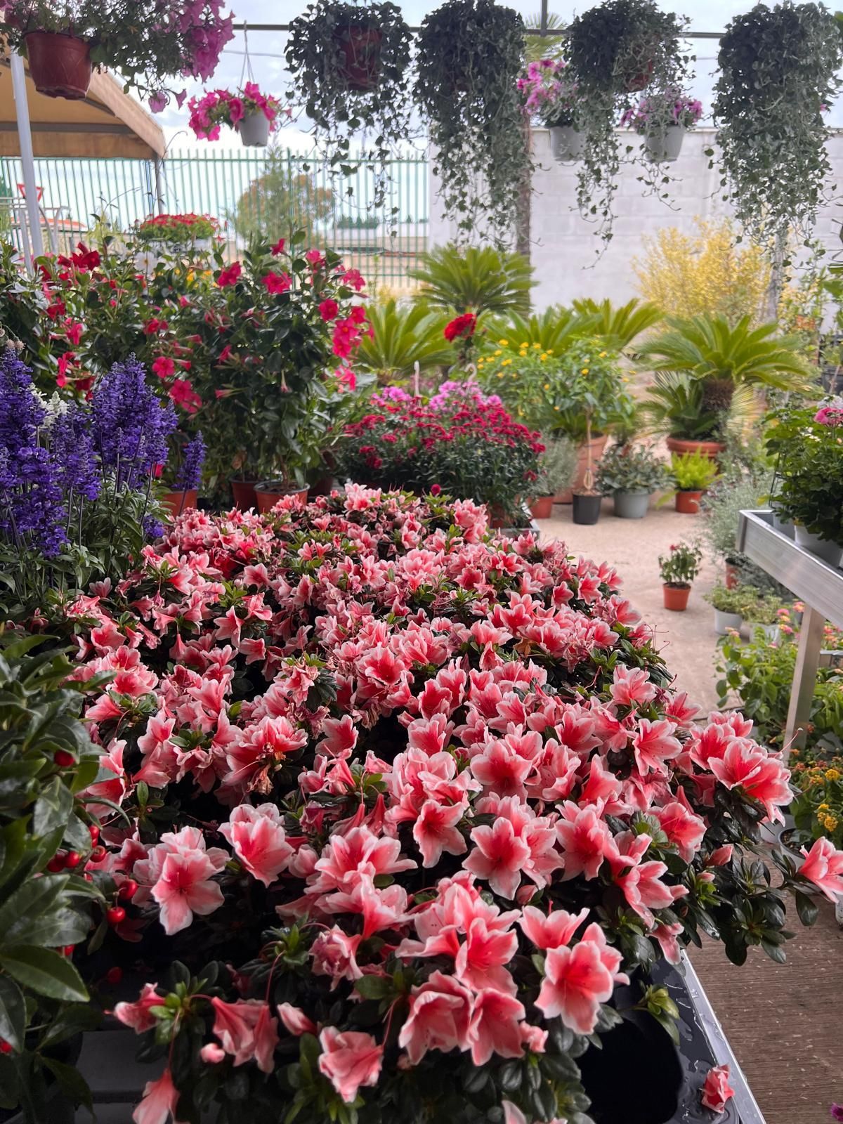 Fiori e composizioni foto 4