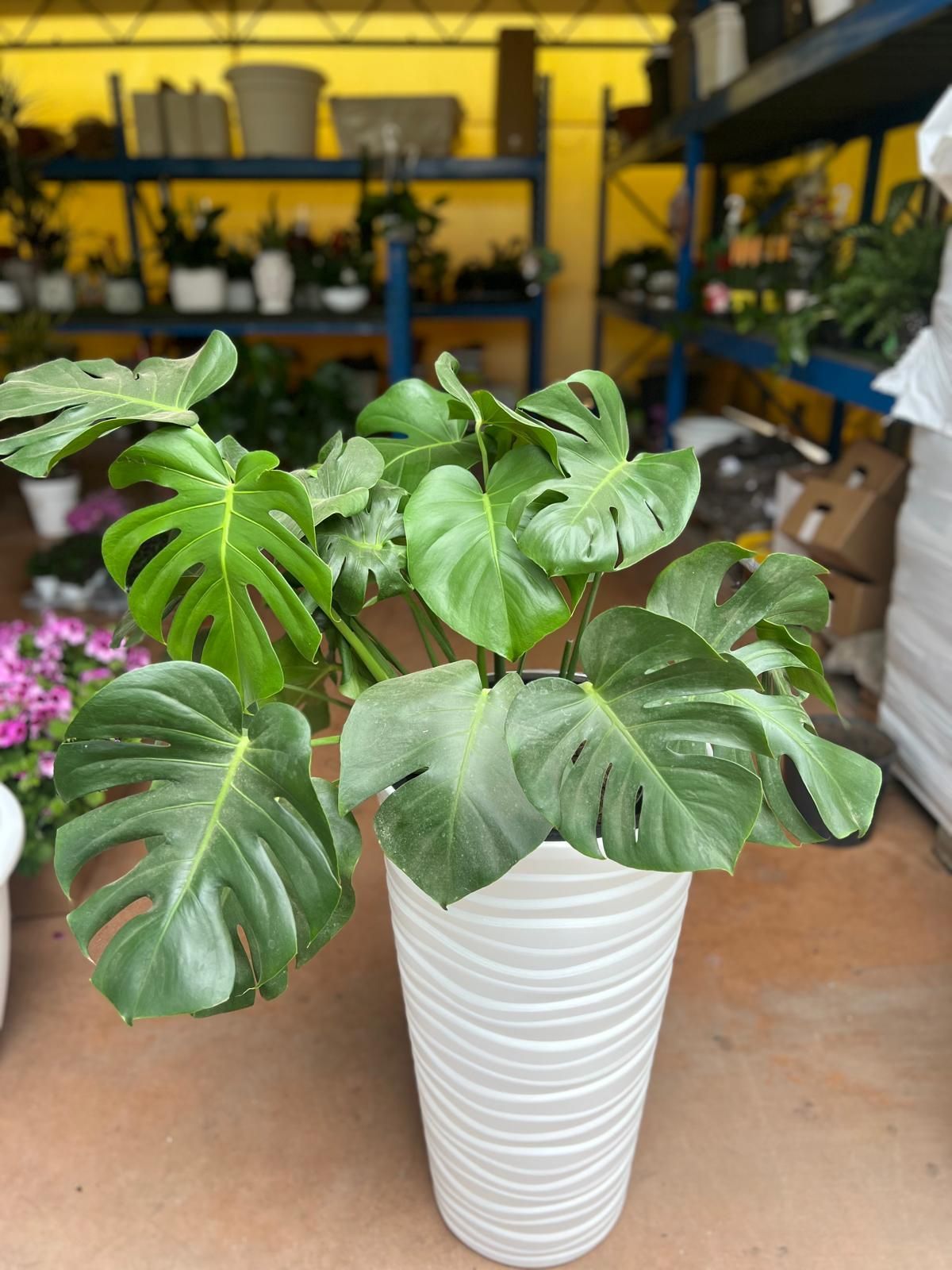 Piante da interno/esterno foto 2