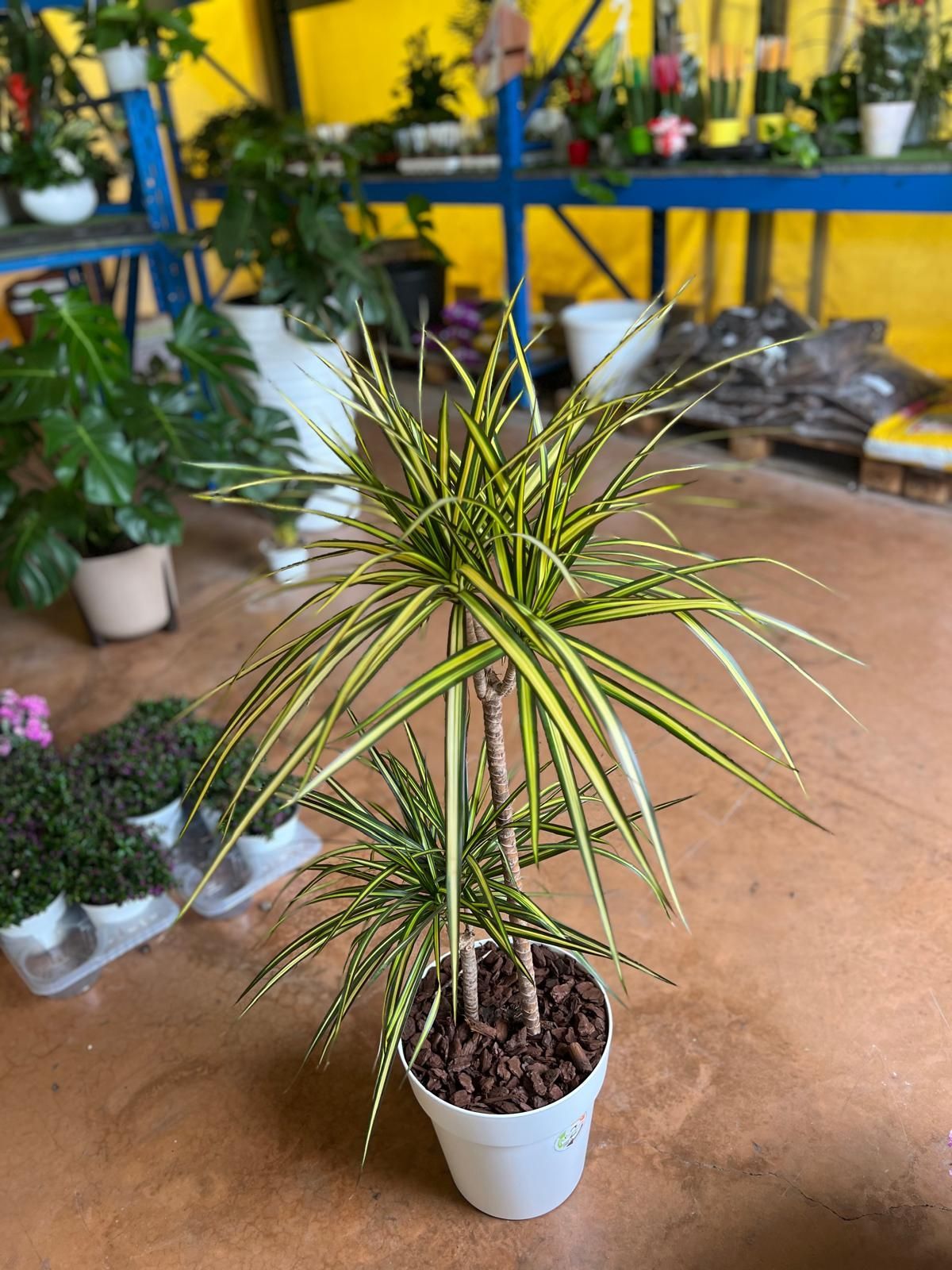 Piante da interno/esterno foto 4