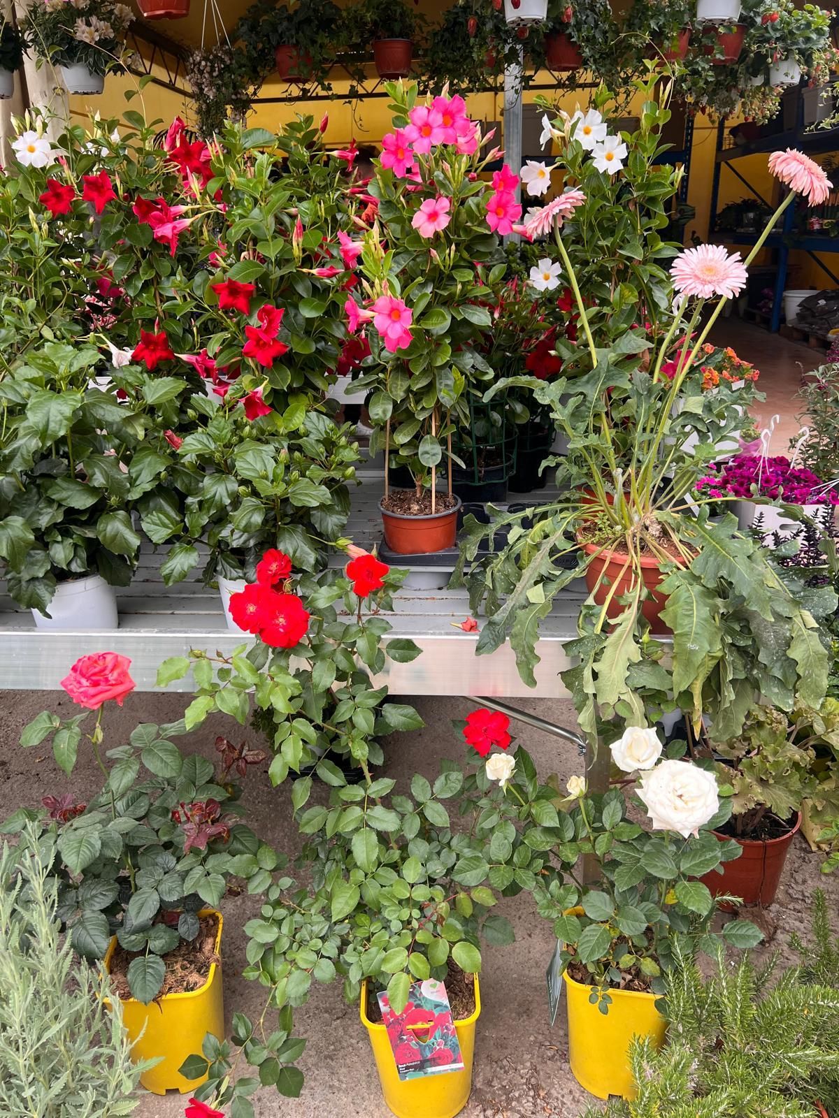 Fiori e composizioni foto 3