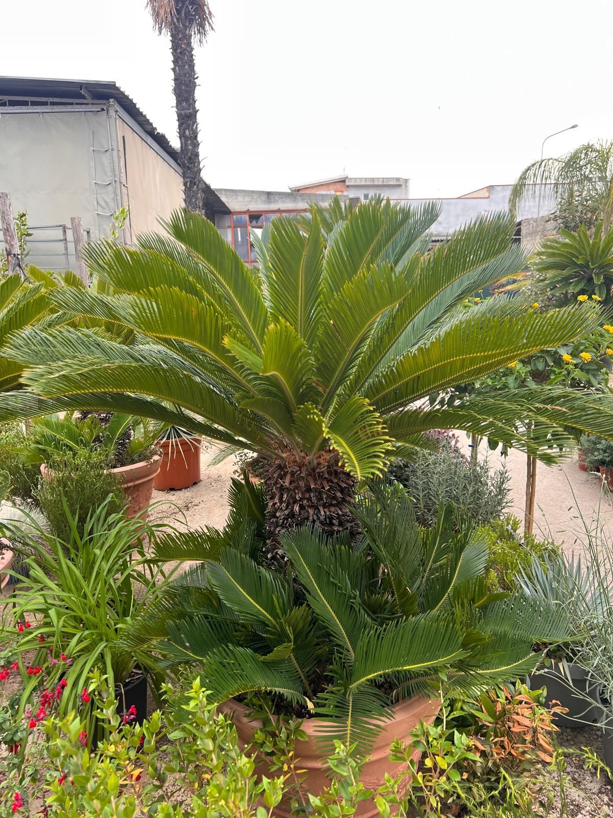 Piante da interno/esterno foto 3