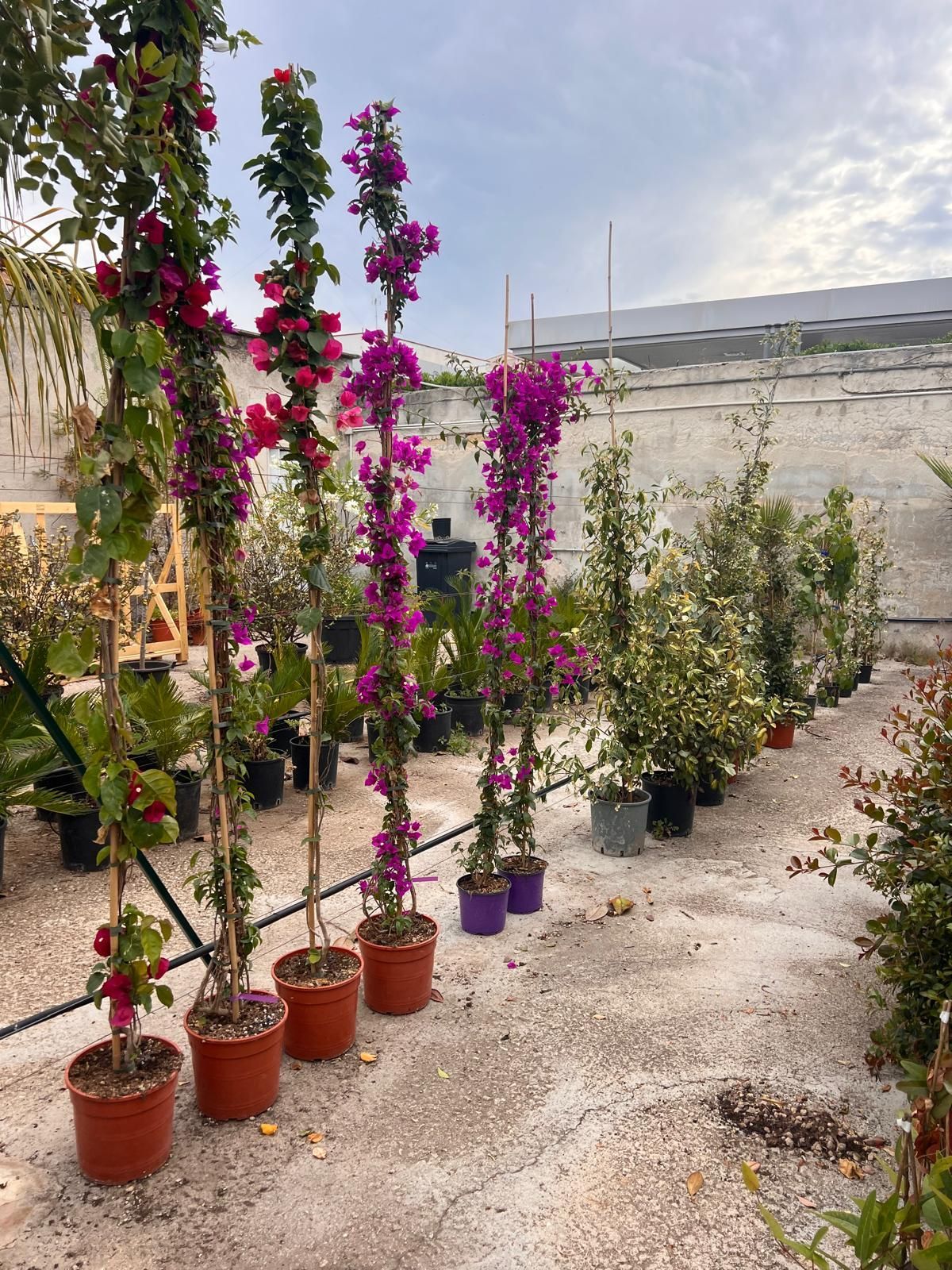 Piante da interno/esterno foto 1