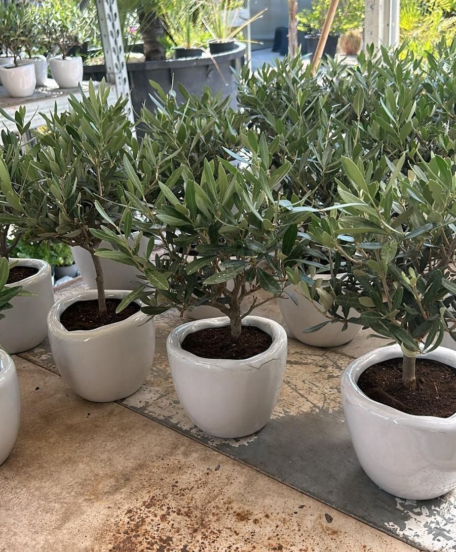 COMPOSIZIONE DI FIORI