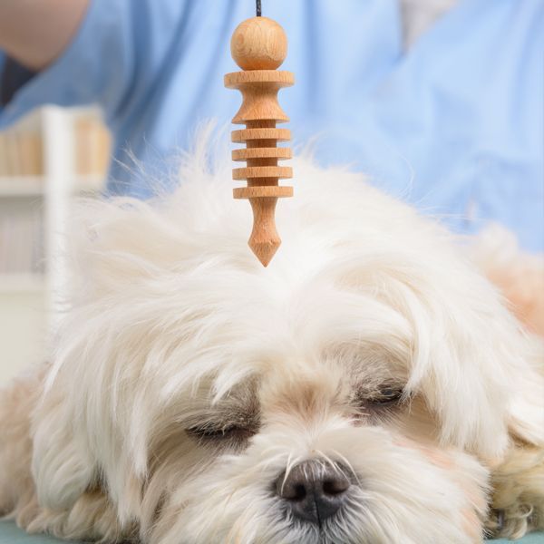 Puppy receiving pyramid Energy Work with Animals