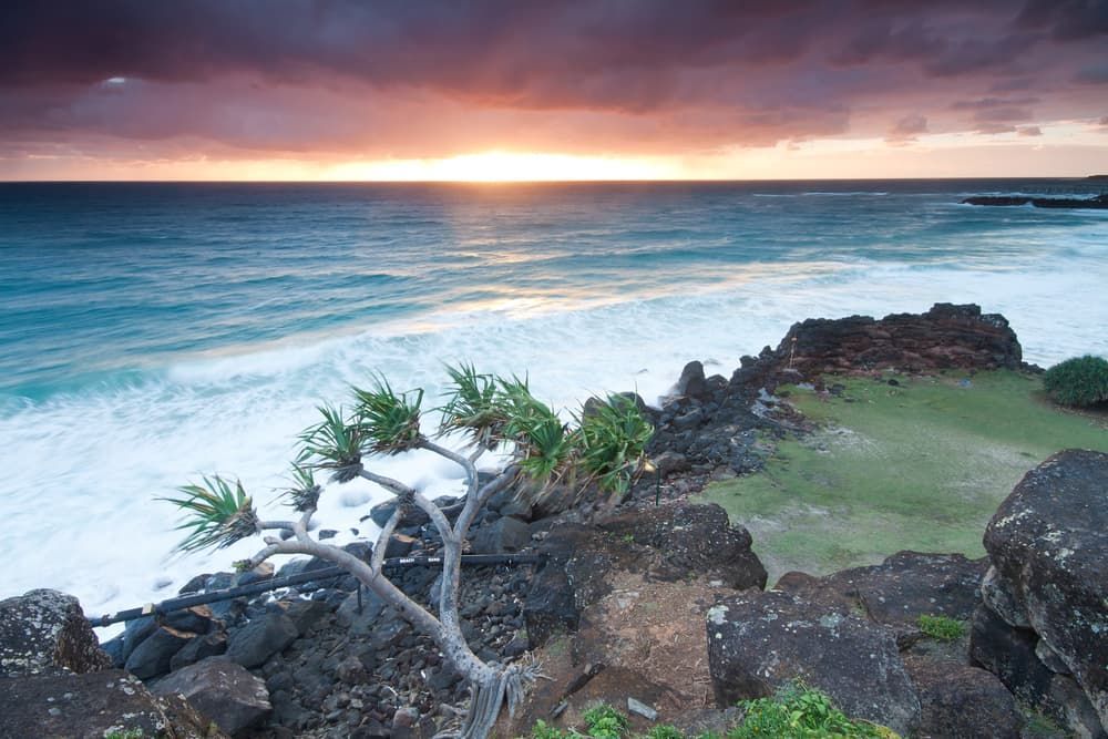 Sunset Over the Ocean With a Tree in the Foreground 