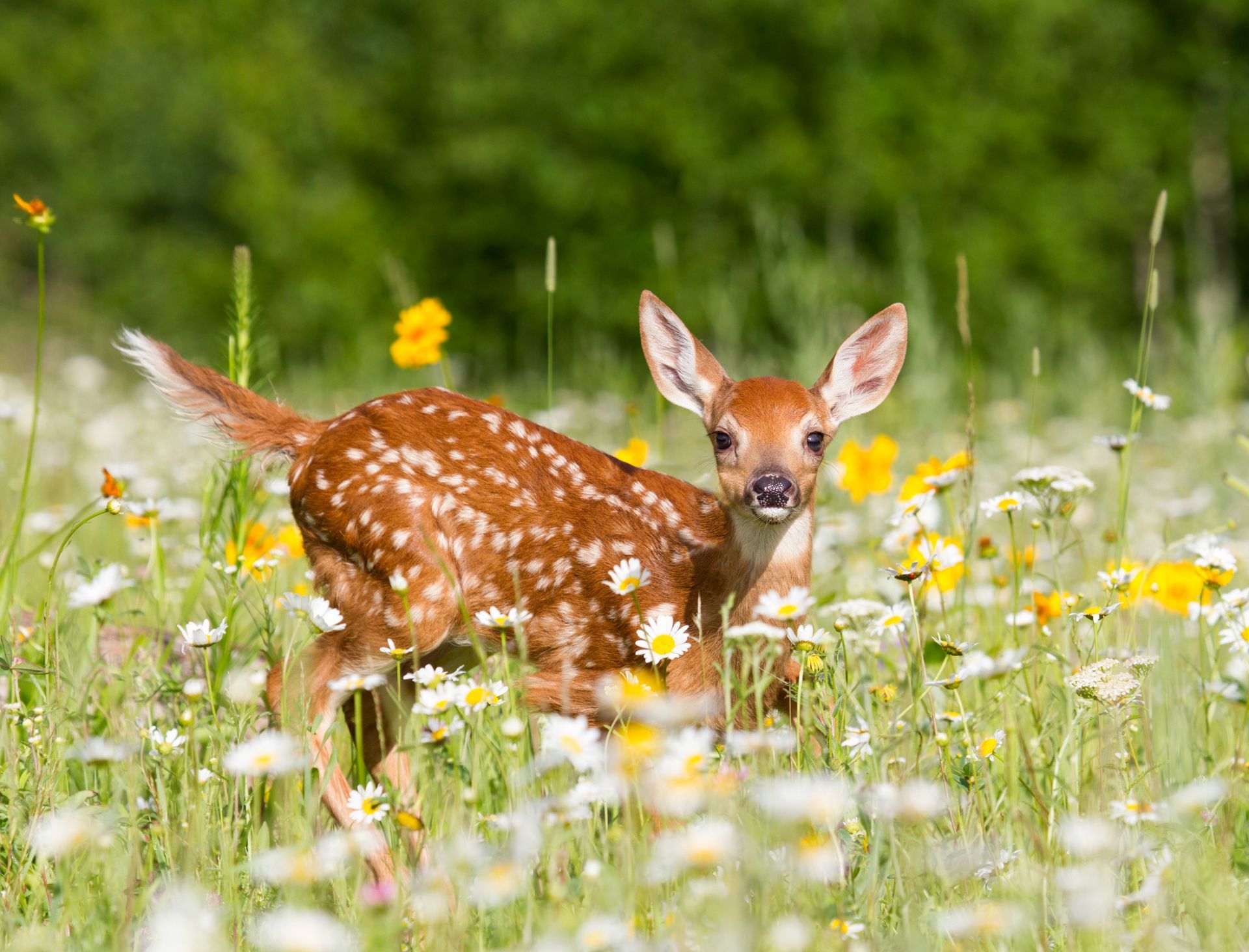 Deer Fawn - New Bloomfield, PA - Mulhollem Chiropractic Clinic