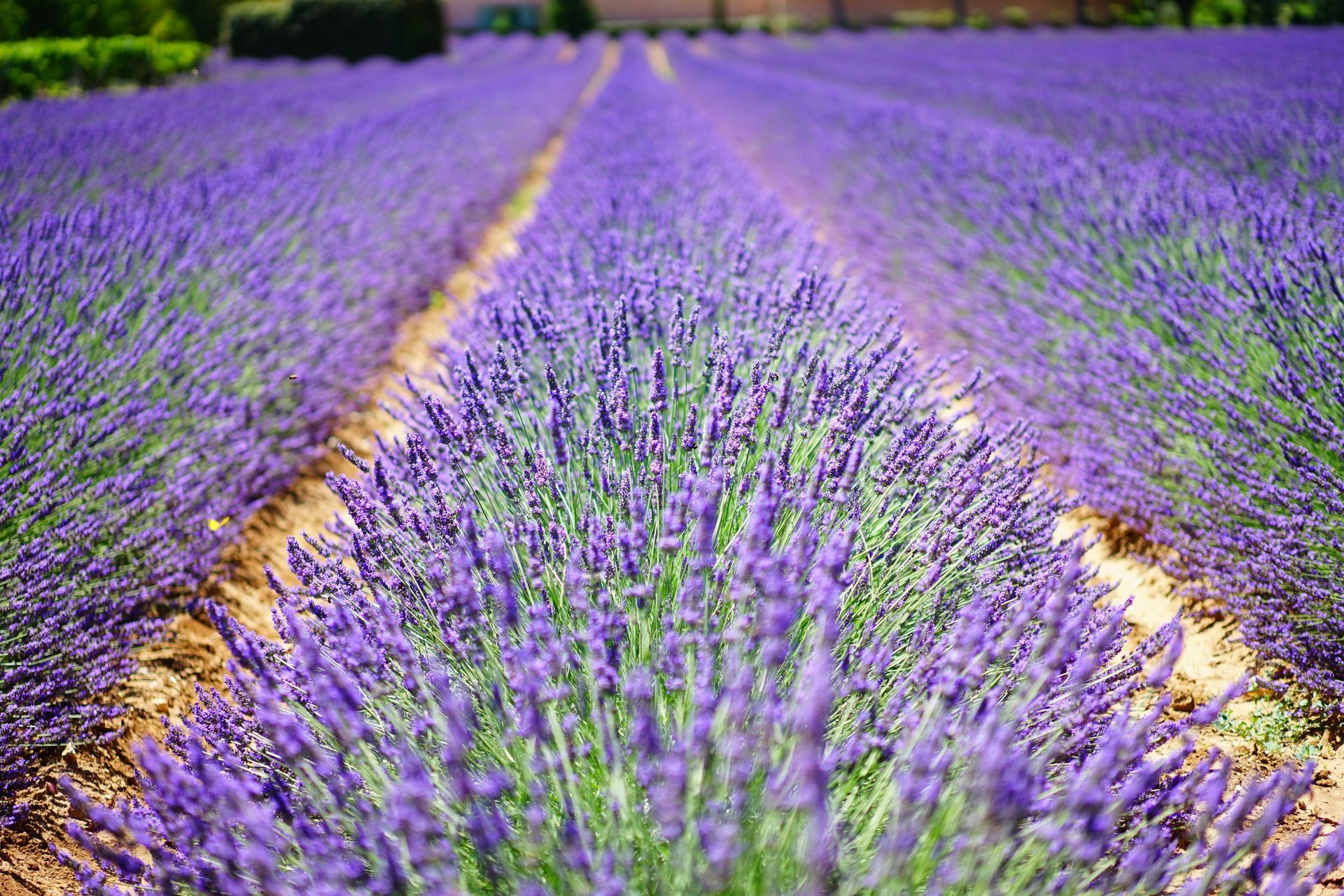 A field of purple lavender flowers growing in the dirt.