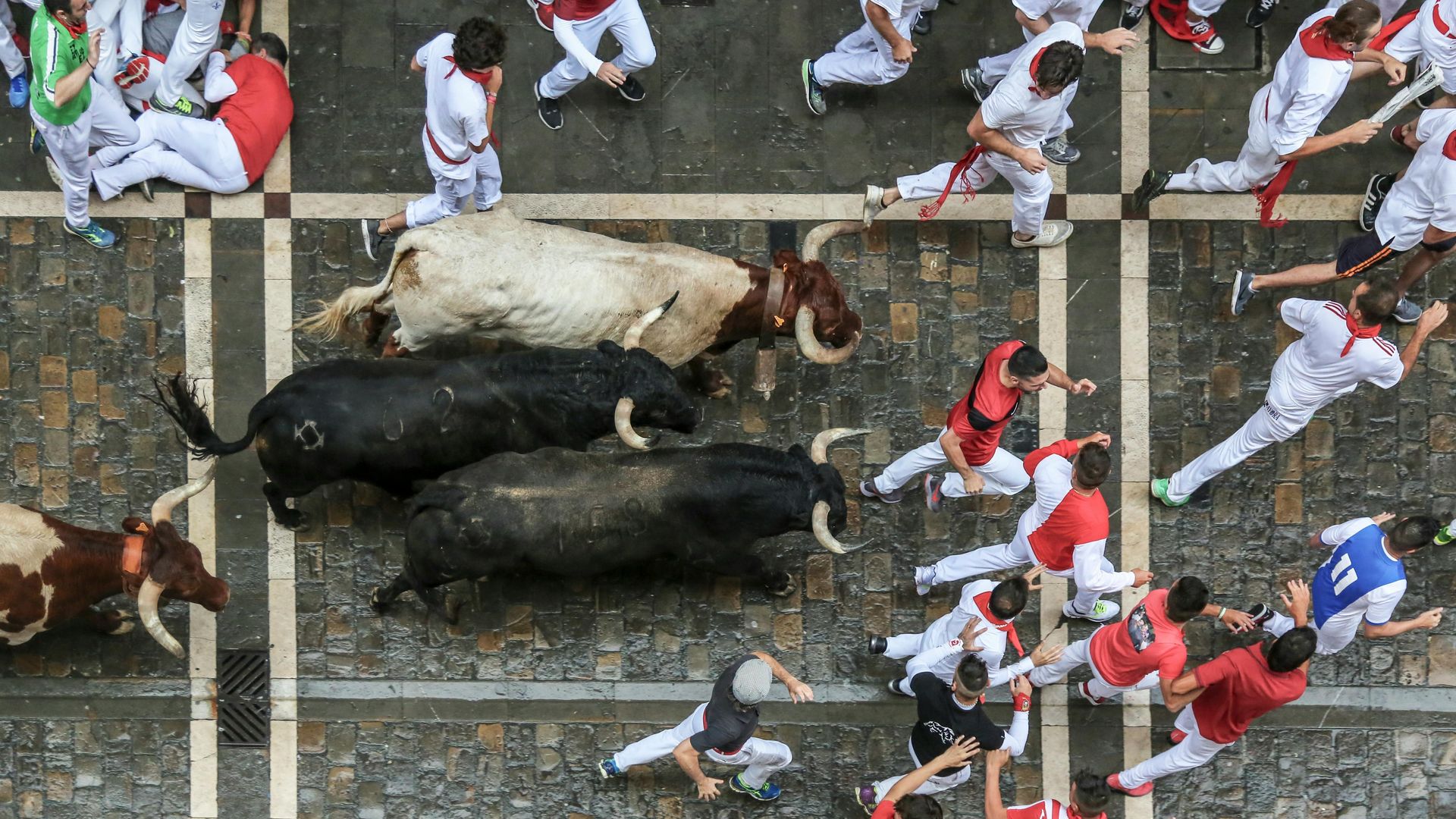 A group of people are running towards a herd of bulls.