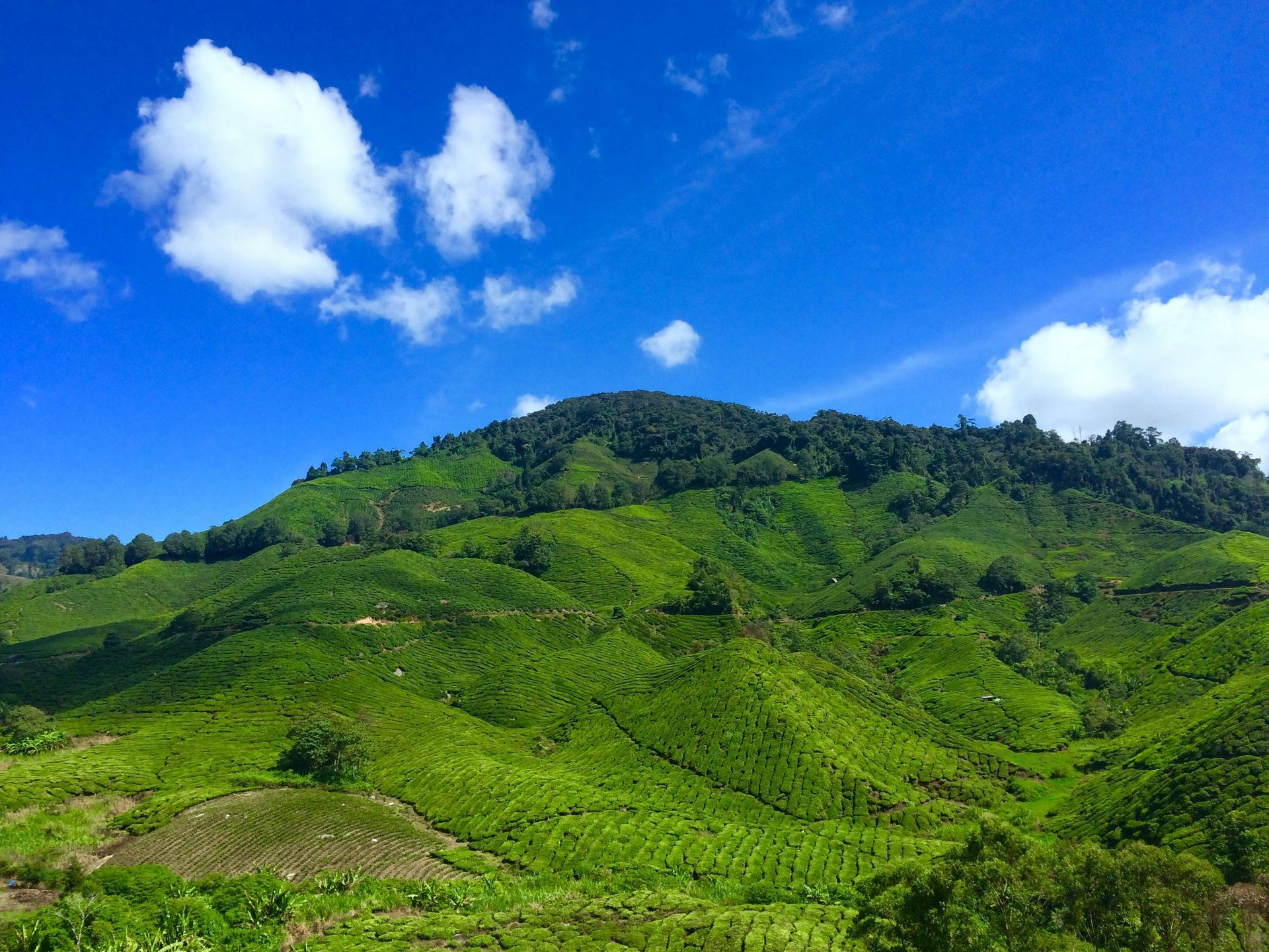 A lush green hillside with trees and a blue sky in the background.