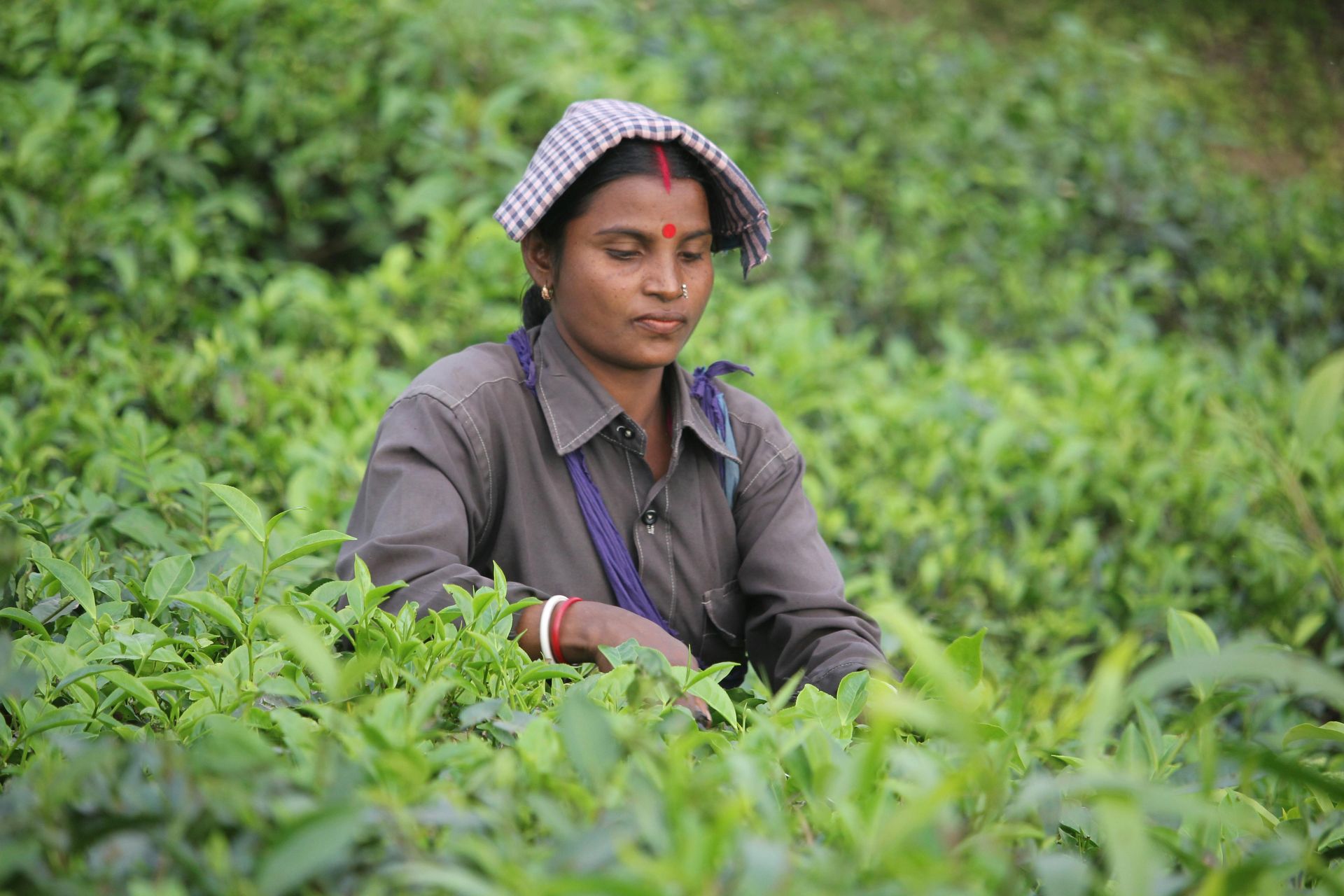 A woman is picking tea leaves in a tea plantation.
