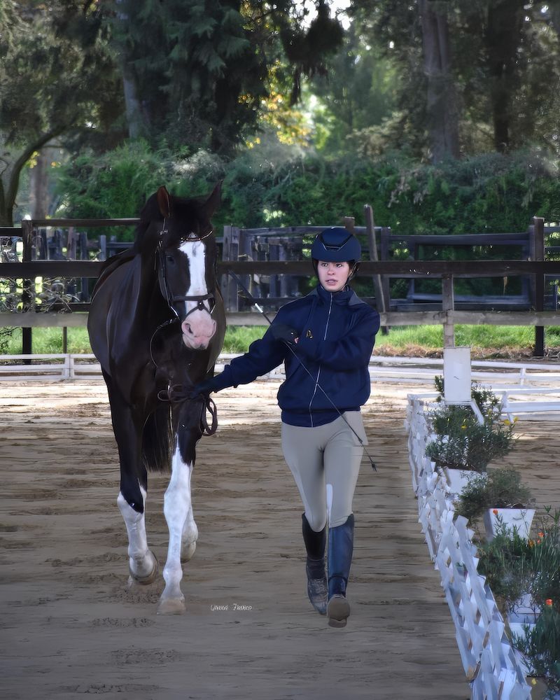 A woman in a blue jacket leads a black and white horse