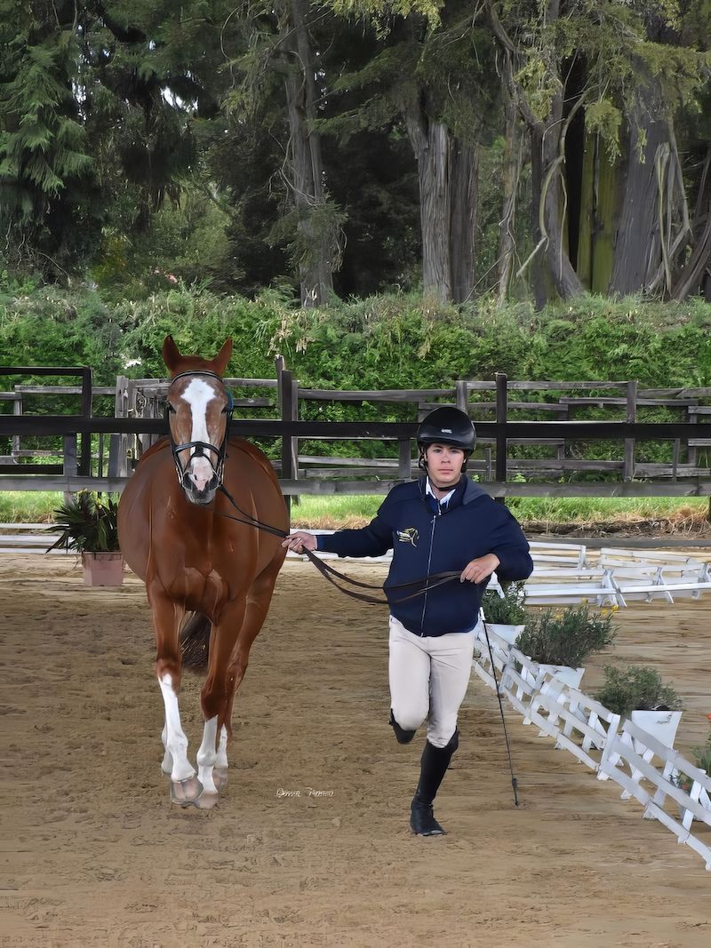 A woman is leading a brown horse on a leash.