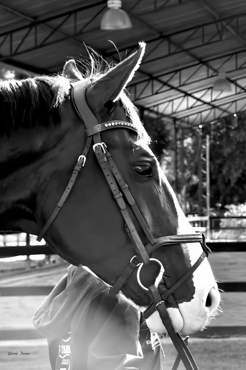 A black and white photo of a horse wearing a bridle