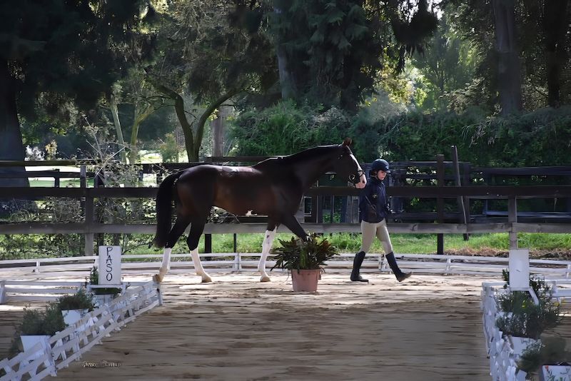 A person is walking a horse in a fenced in area