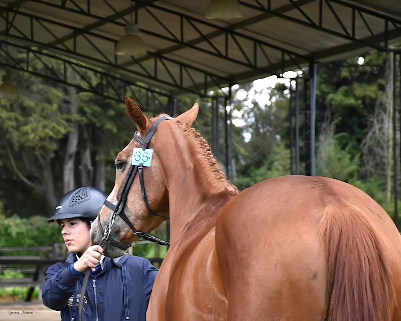 A man in a helmet stands next to a brown horse