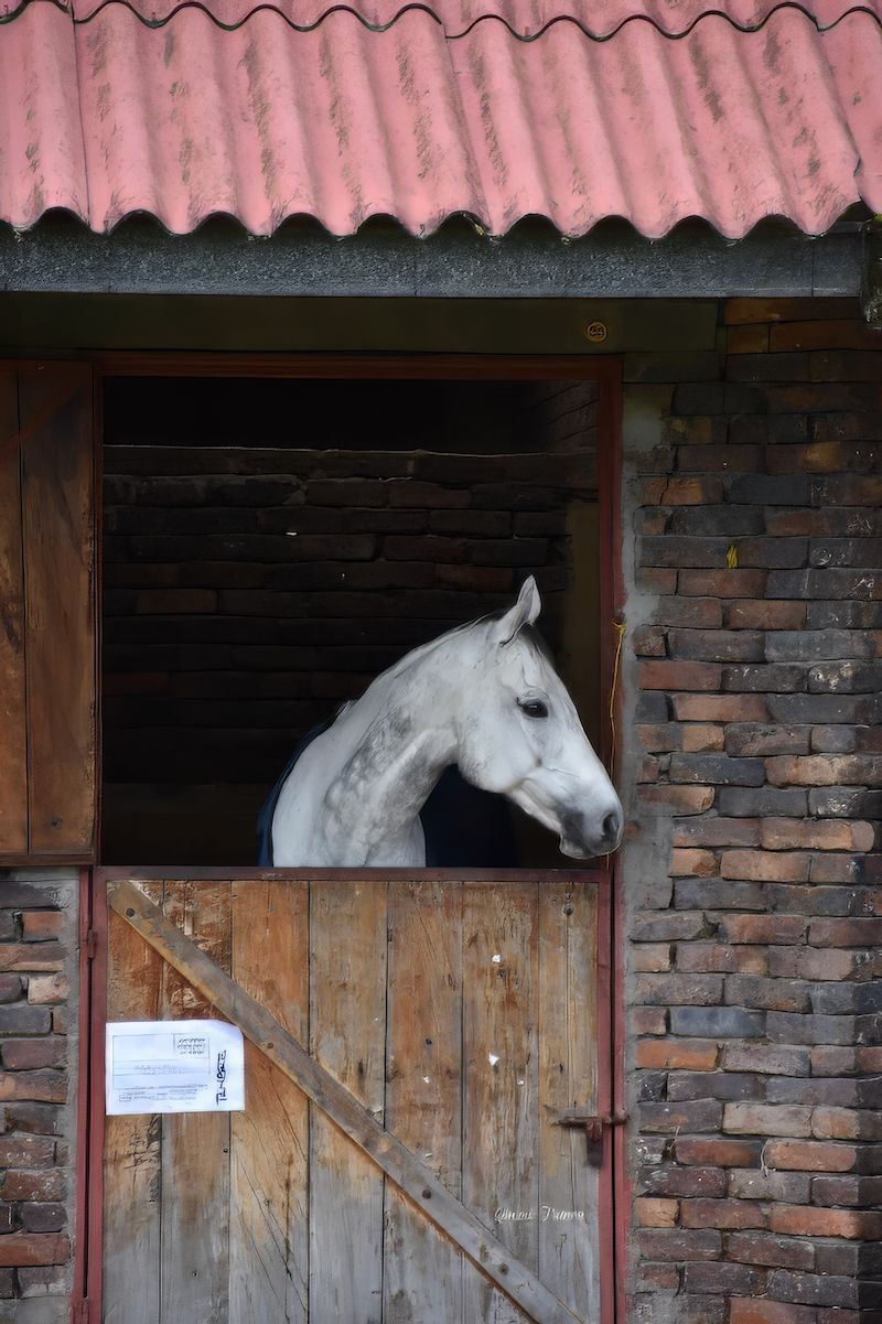 A white horse is looking out of a wooden stable door.