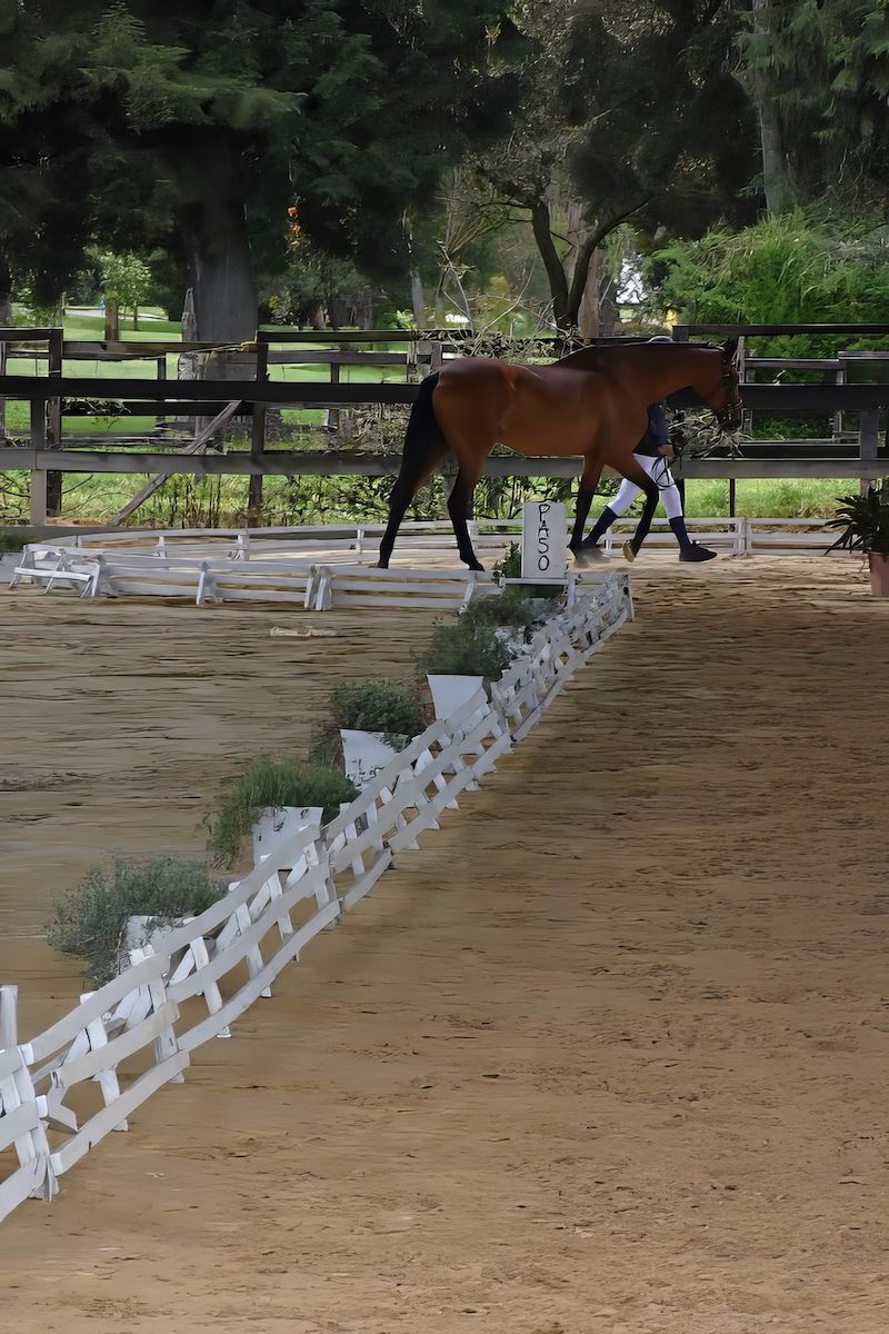 A brown horse is walking through a dirt arena with a white fence