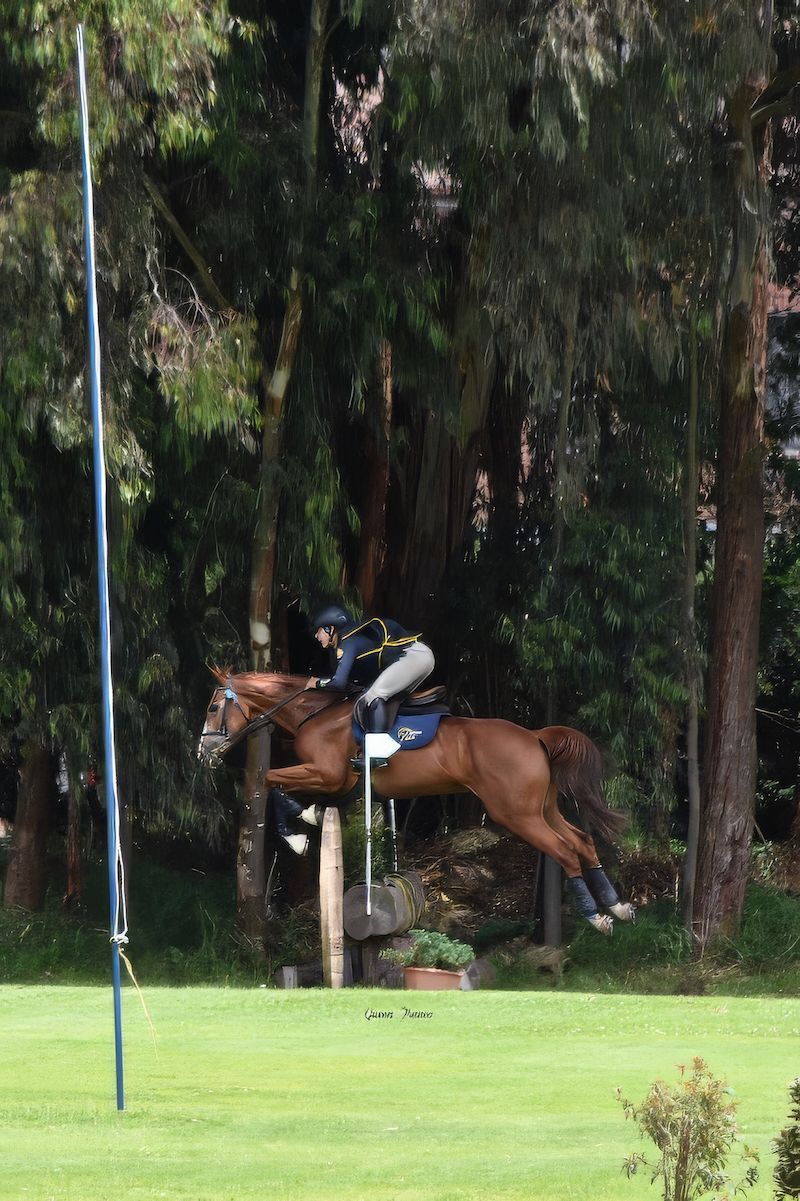 A person is riding a horse in a field with trees in the background
