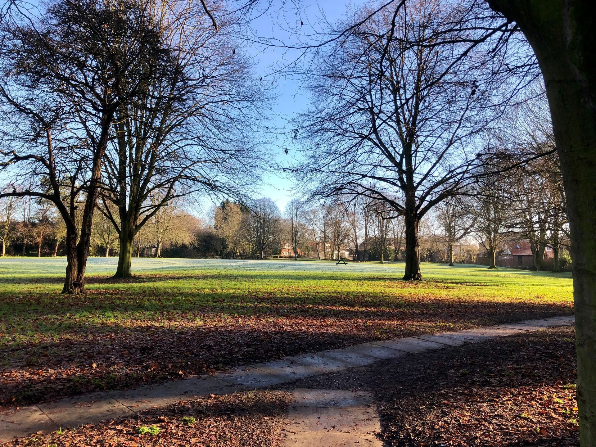 A park with trees and leaves on the ground on a sunny day.