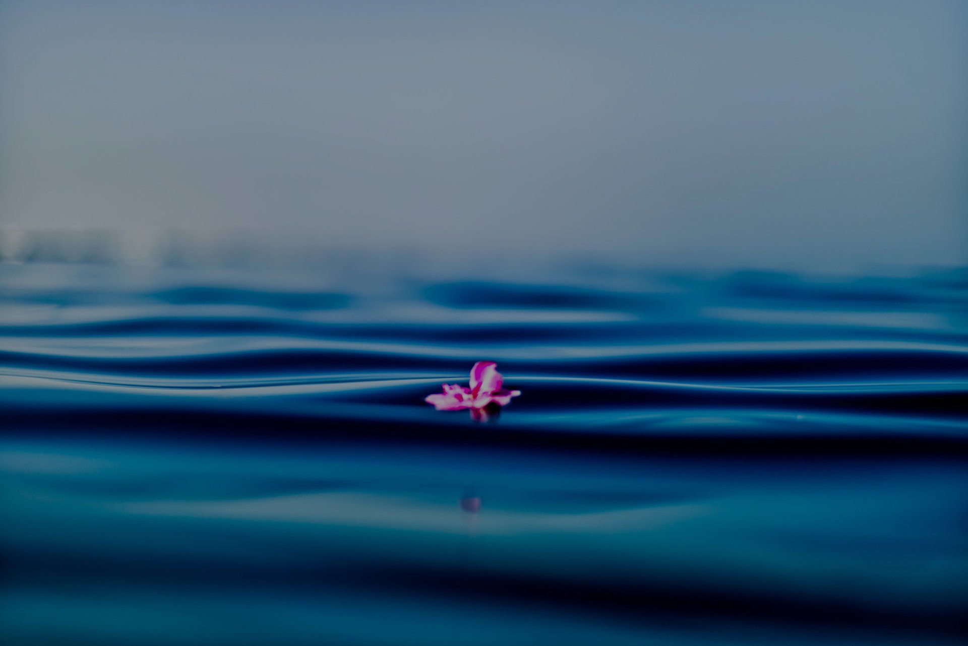 A pink flower is floating on top of a blue body of water.