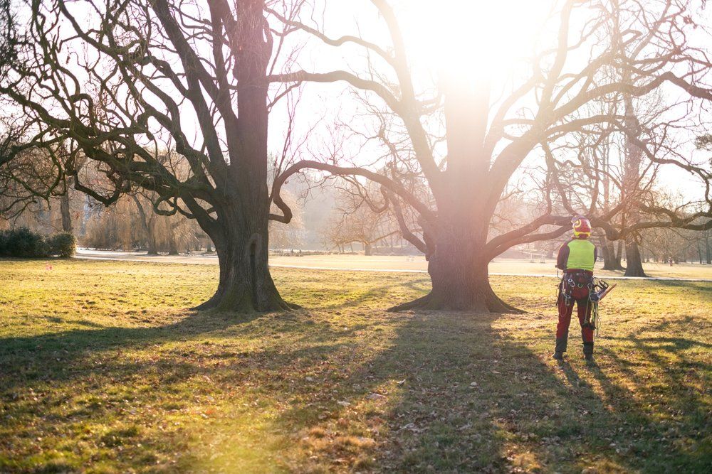 Arborist Standing Against Trees — Tree Removal in Singleton, NSW