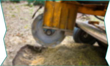 Tree Stump Removing — Arborist in Scone, NSW