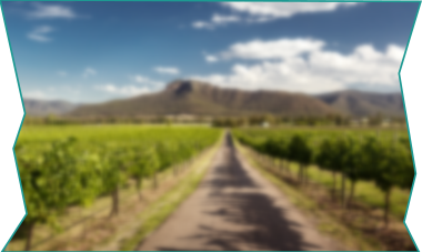 Scone Aerial View — Tree Removal in Singleton, NSW