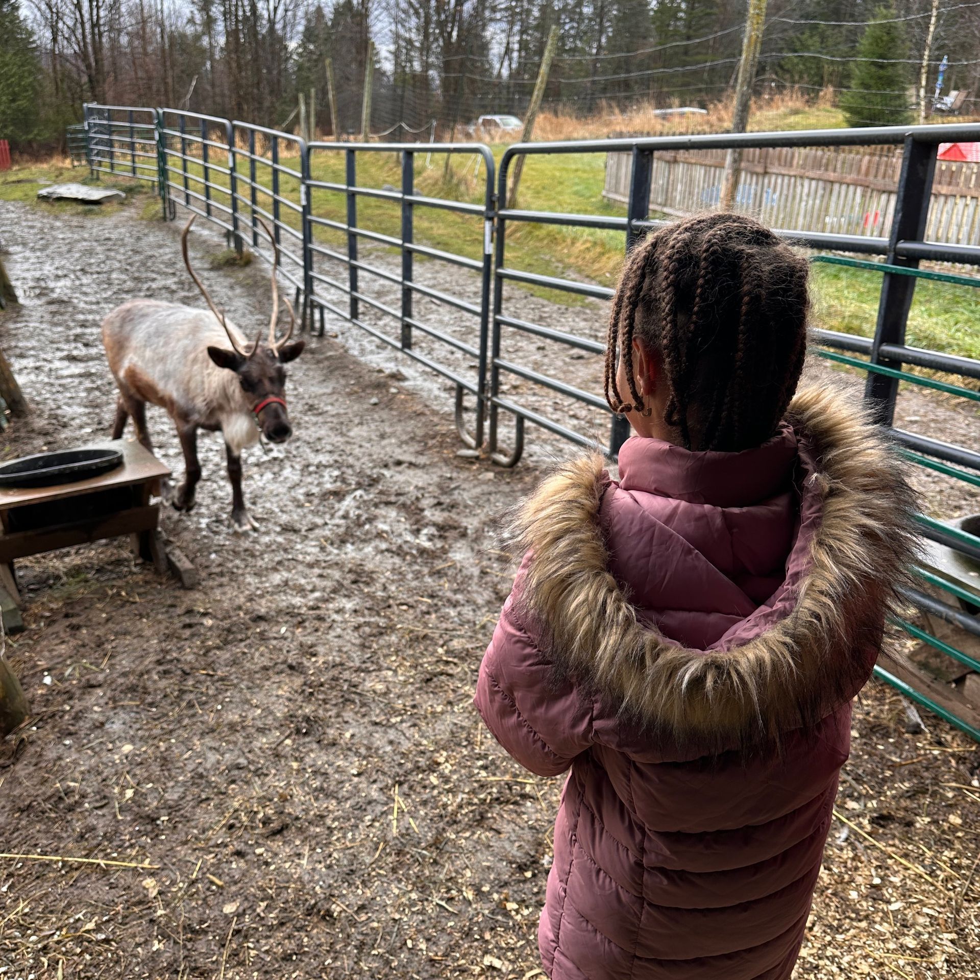 A girl stands in a reindeer enclosure at The Reindeer Farm in Vermont