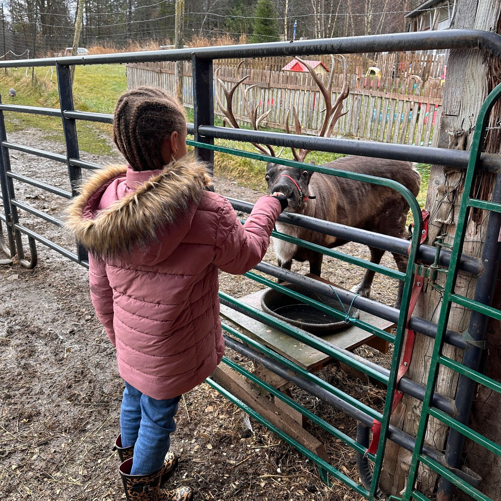 A young girl feeds a reindeer at The Reindeer Farm in Vermont