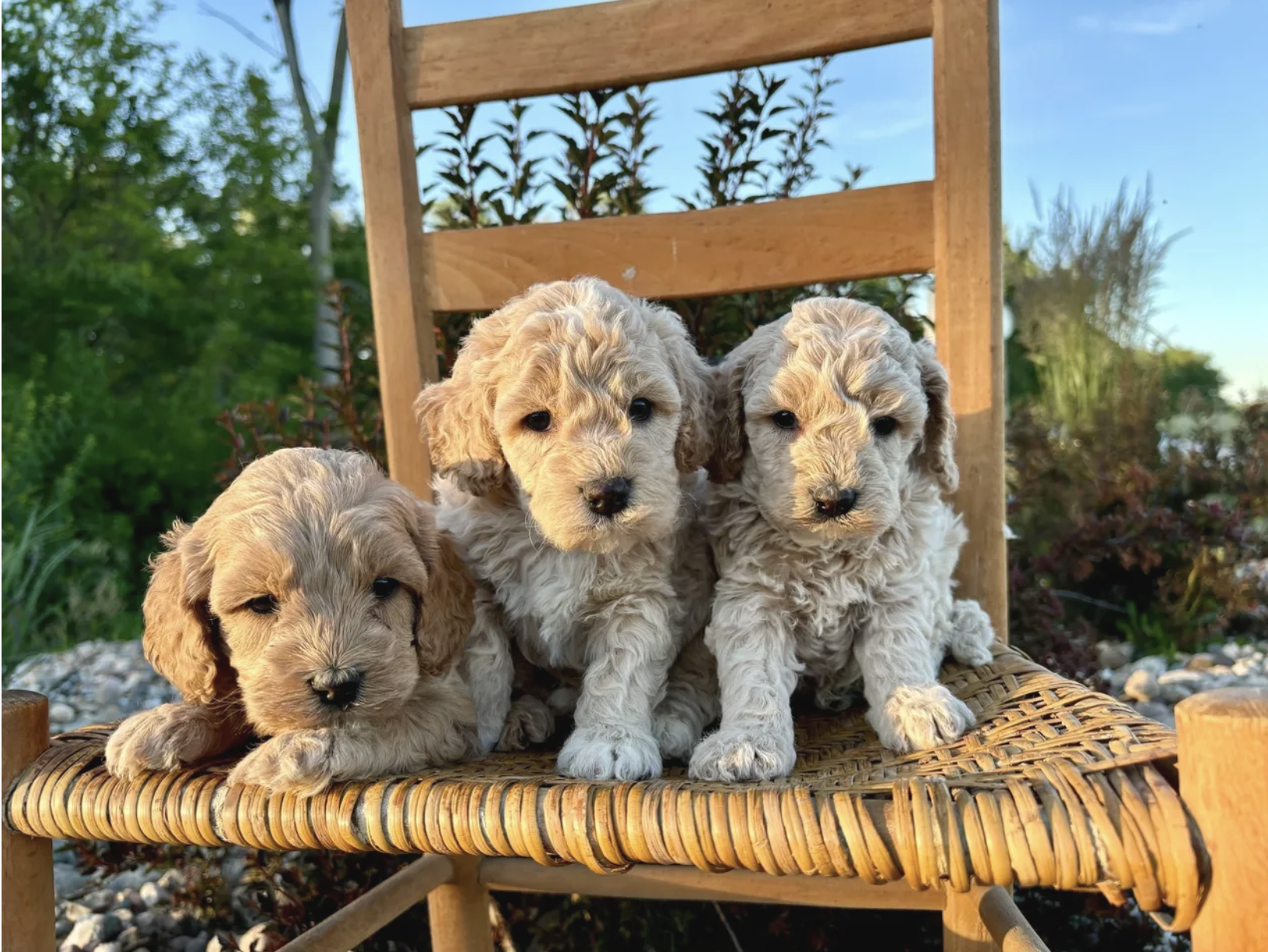 Cavapoo puppies for sale, Cavapoochon Puppies for Sale, Cavapoochon Puppy, Cavoodle Puppy, Pleasant Home Puppies