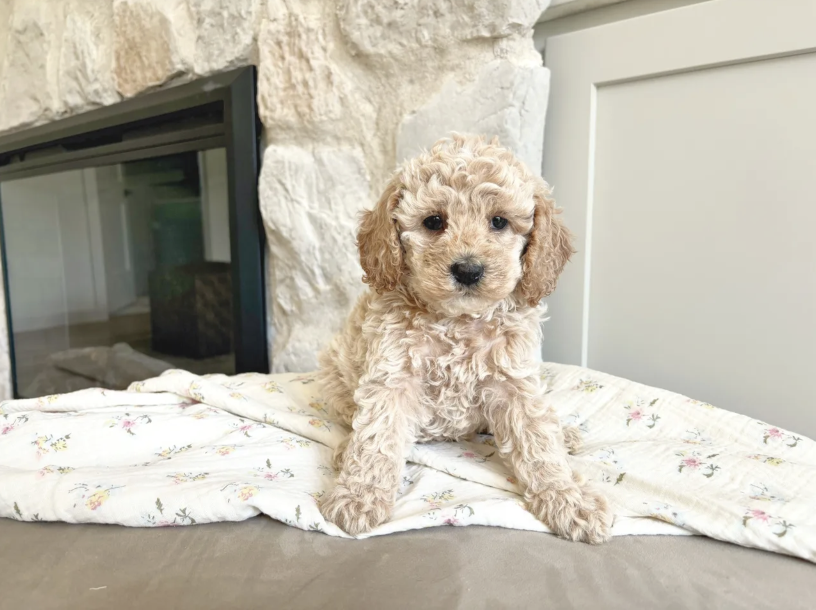 Cavapoo puppies for sale, Cavapoochon Puppies for Sale, Cavapoochon Puppy, Cavoodle Puppy, Pleasant Home Puppies