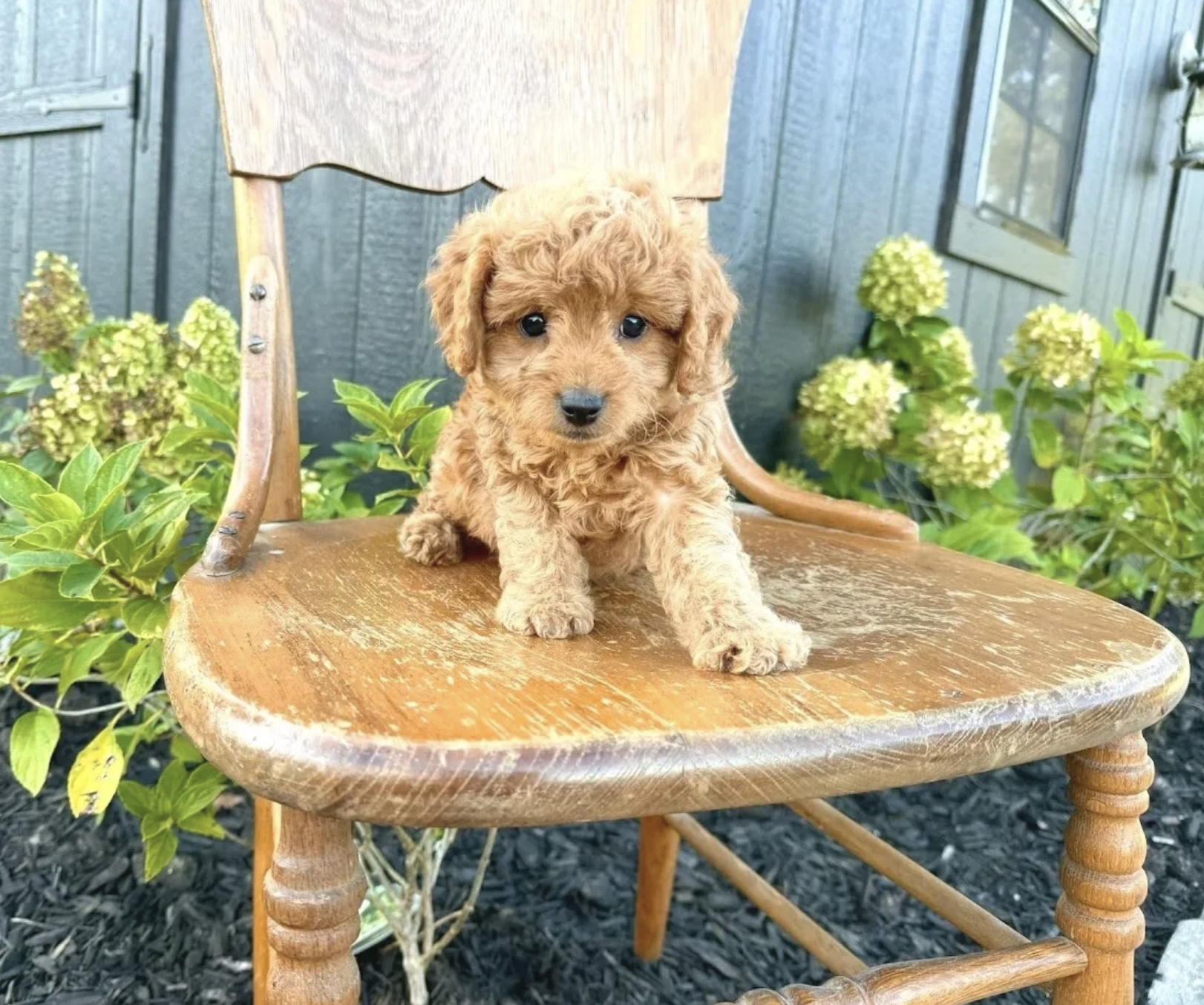 Cavapoo puppies for sale, Cavapoochon Puppies for Sale, Cavapoochon Puppy, Cavoodle Puppy, Pleasant Home Puppies