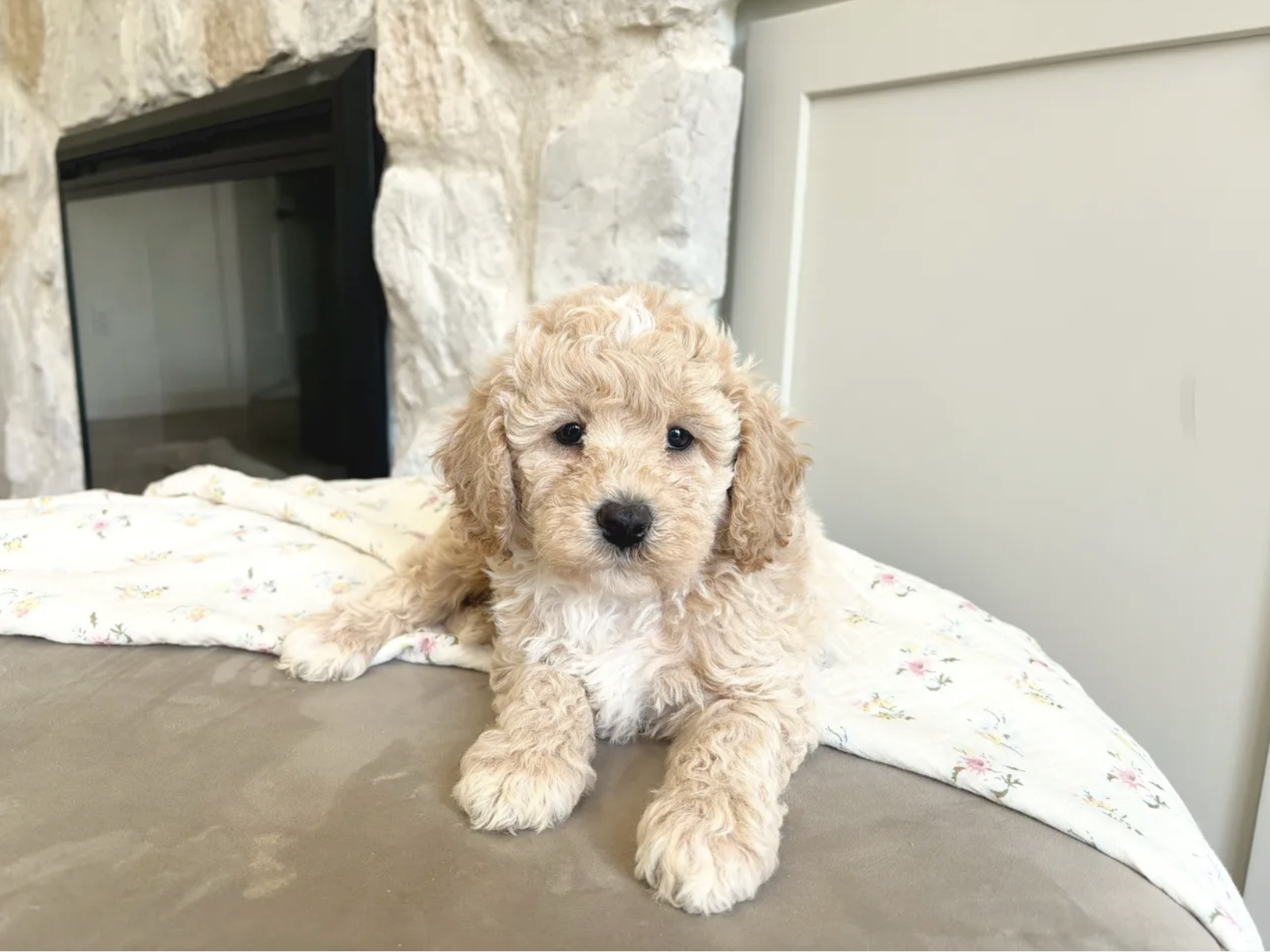 Cavapoo puppies for sale, Cavapoochon Puppies for Sale, Cavapoochon Puppy, Cavoodle Puppy, Pleasant Home Puppies