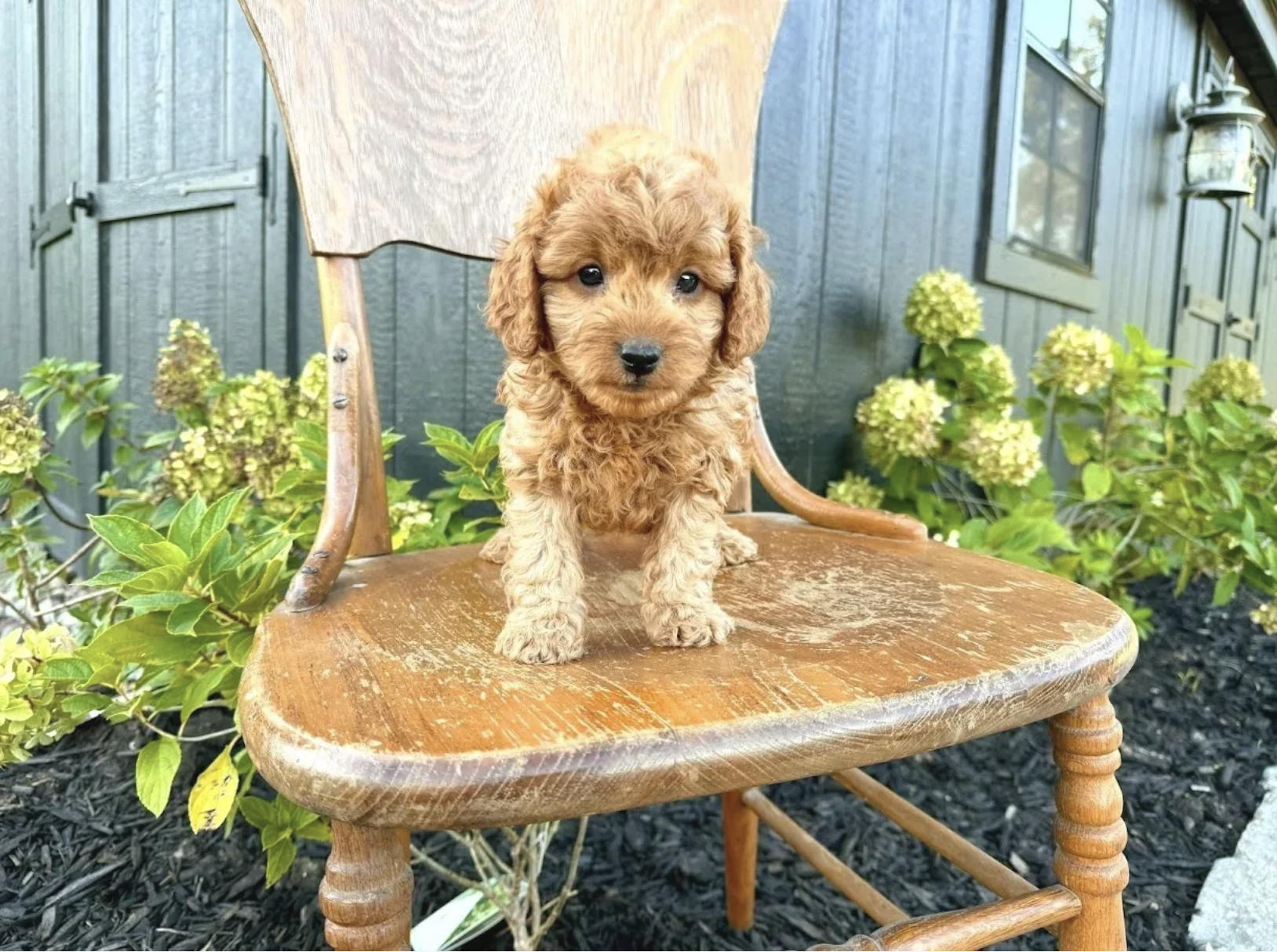 Cavapoo puppies for sale, Cavapoochon Puppies for Sale, Cavapoochon Puppy, Cavoodle Puppy, Pleasant Home Puppies