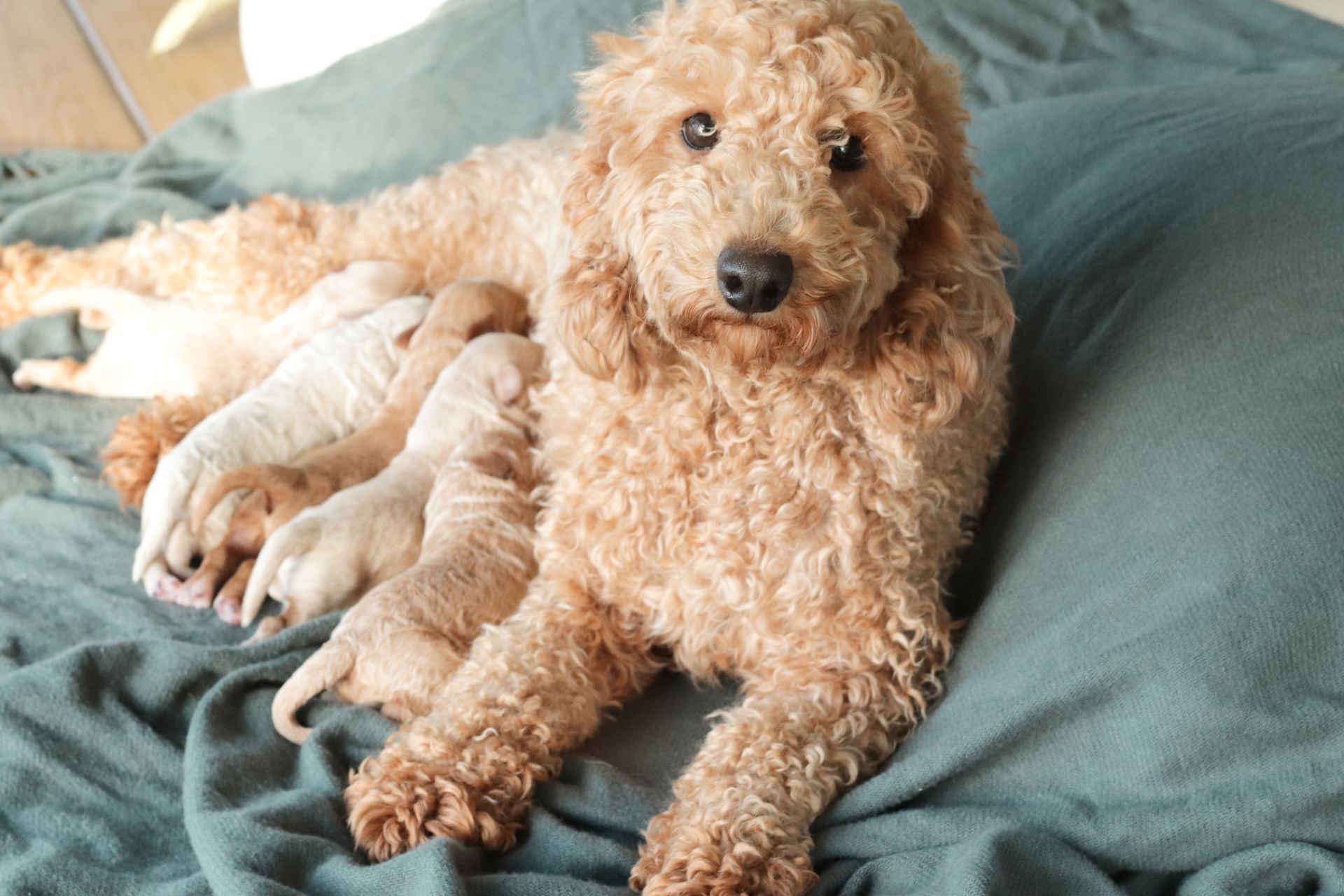 Cavapoochon puppies, healthy cavapoochon, puppies for sale, bluebell cavapoochon puppies, cavapoo