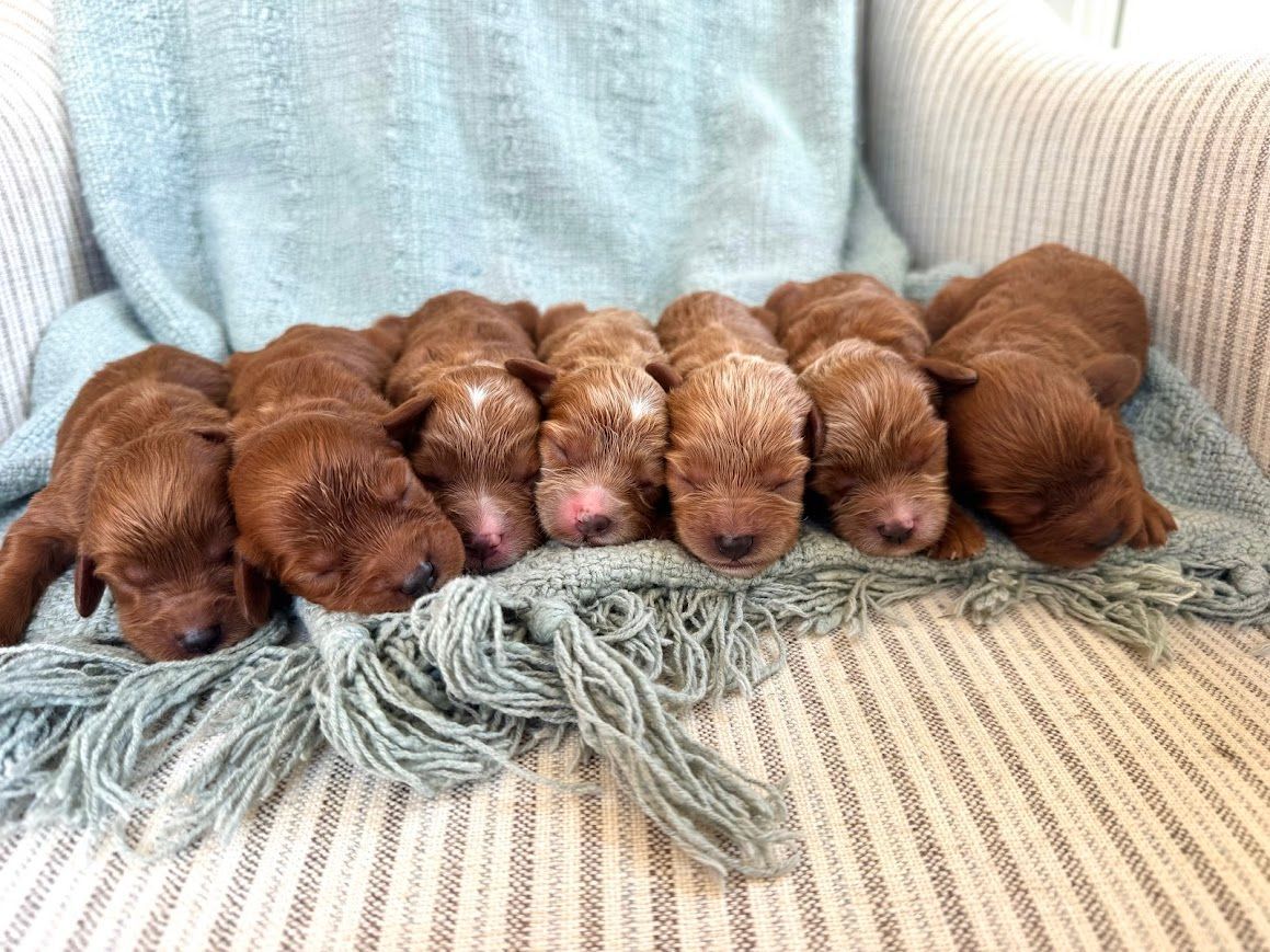 Cavapoochon puppies, healthy cavapoochon, puppies for sale, bluebell cavapoochon puppies, cavapoo