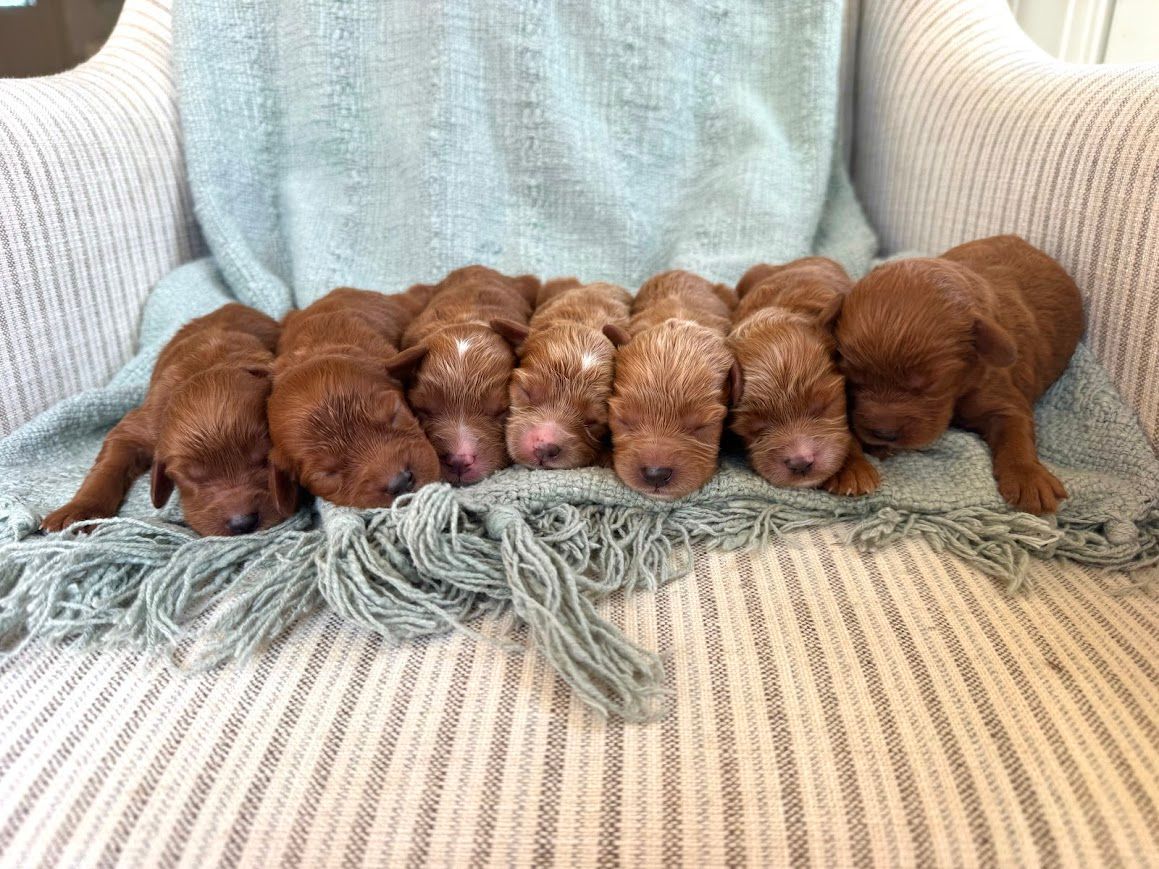 Cavapoochon puppies, healthy cavapoochon, puppies for sale, bluebell cavapoochon puppies, cavapoo