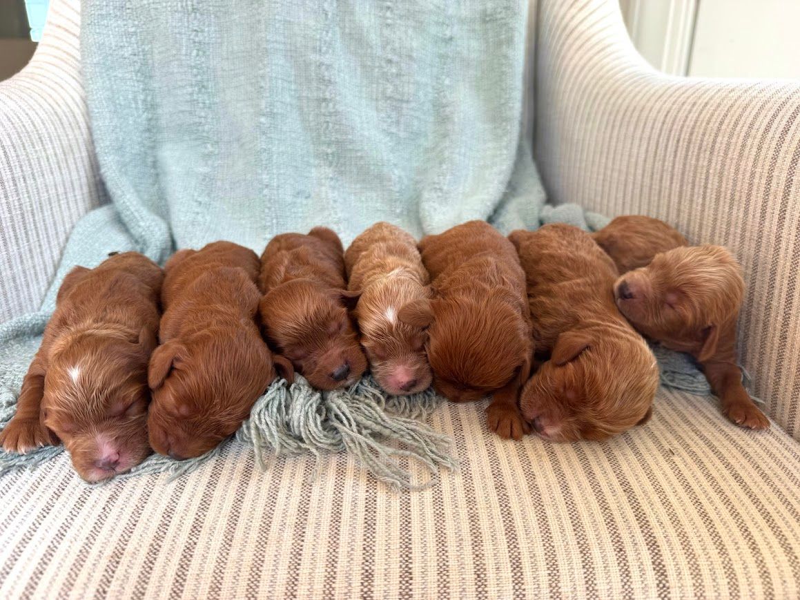 Cavapoochon puppies, healthy cavapoochon, puppies for sale, bluebell cavapoochon puppies, cavapoo